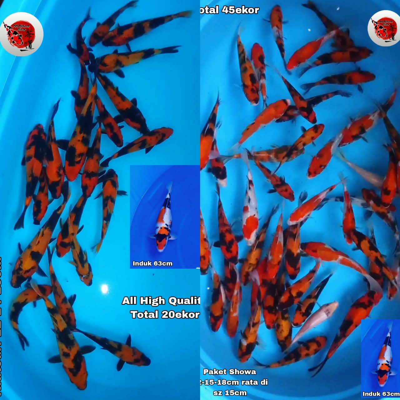 Lelang Koi Online, Jual Beli Ikan Koi, Pasar Koi Terbaik, Agen Lelang Koi, Penawaran Koi Berkualitas, Harga Jual Koi, Lelang Ikan Koi Import, Beli Koi Online, Jual Koi Murah, Koi Showroom, Penjual Koi Terpercaya, Lelang Koi Jakarta, Jual Koi Lokal, Koi Kualitas Unggul, Harga Terbaik Koi, Jual Koi Indukan, Lelang Ikan Hias Koi, Pasar Koi Indonesia, Beli Koi Berkualitas Tinggi, Koi Farm Terbesar, Jual Beli Koi Impor, Lelang Ikan Koi Kualitas Premium, Daftar Harga Koi Terbaru, Pusat Jual Beli Koi, Info Lelang Koi Hari Ini.