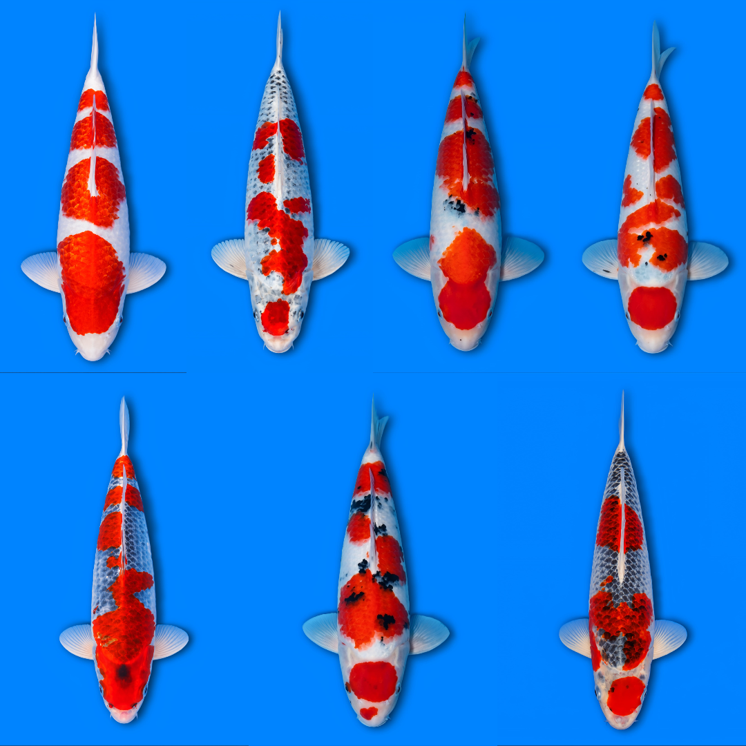 Lelang Koi Online, Jual Beli Ikan Koi, Pasar Koi Terbaik, Agen Lelang Koi, Penawaran Koi Berkualitas, Harga Jual Koi, Lelang Ikan Koi Import, Beli Koi Online, Jual Koi Murah, Koi Showroom, Penjual Koi Terpercaya, Lelang Koi Jakarta, Jual Koi Lokal, Koi Kualitas Unggul, Harga Terbaik Koi, Jual Koi Indukan, Lelang Ikan Hias Koi, Pasar Koi Indonesia, Beli Koi Berkualitas Tinggi, Koi Farm Terbesar, Jual Beli Koi Impor, Lelang Ikan Koi Kualitas Premium, Daftar Harga Koi Terbaru, Pusat Jual Beli Koi, Info Lelang Koi Hari Ini.