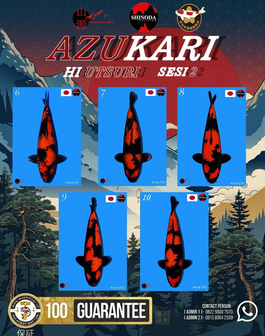 Lelang Koi Online, Jual Beli Ikan Koi, Pasar Koi Terbaik, Agen Lelang Koi, Penawaran Koi Berkualitas, Harga Jual Koi, Lelang Ikan Koi Import, Beli Koi Online, Jual Koi Murah, Koi Showroom, Penjual Koi Terpercaya, Lelang Koi Jakarta, Jual Koi Lokal, Koi Kualitas Unggul, Harga Terbaik Koi, Jual Koi Indukan, Lelang Ikan Hias Koi, Pasar Koi Indonesia, Beli Koi Berkualitas Tinggi, Koi Farm Terbesar, Jual Beli Koi Impor, Lelang Ikan Koi Kualitas Premium, Daftar Harga Koi Terbaru, Pusat Jual Beli Koi, Info Lelang Koi Hari Ini.