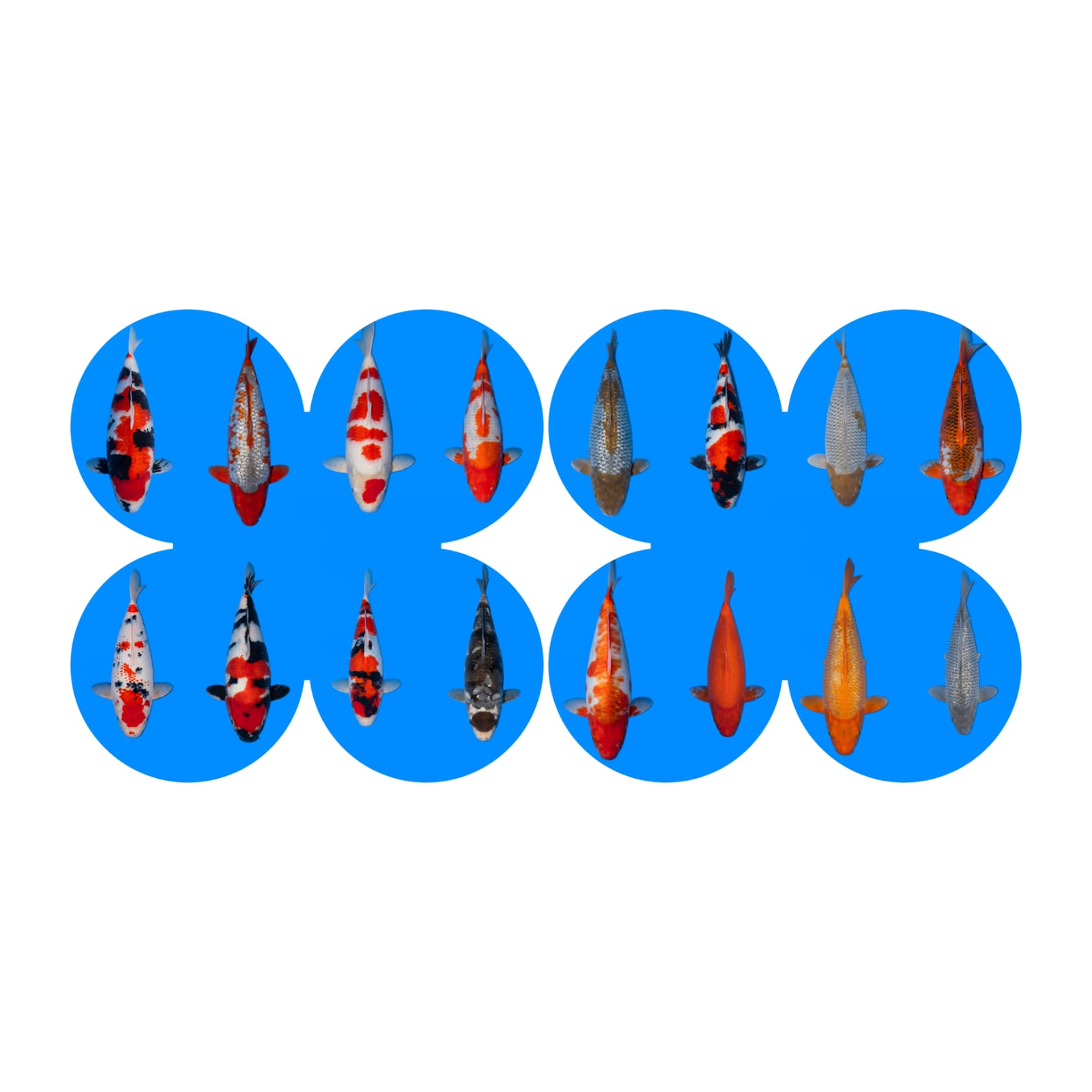 Lelang Koi Online, Jual Beli Ikan Koi, Pasar Koi Terbaik, Agen Lelang Koi, Penawaran Koi Berkualitas, Harga Jual Koi, Lelang Ikan Koi Import, Beli Koi Online, Jual Koi Murah, Koi Showroom, Penjual Koi Terpercaya, Lelang Koi Jakarta, Jual Koi Lokal, Koi Kualitas Unggul, Harga Terbaik Koi, Jual Koi Indukan, Lelang Ikan Hias Koi, Pasar Koi Indonesia, Beli Koi Berkualitas Tinggi, Koi Farm Terbesar, Jual Beli Koi Impor, Lelang Ikan Koi Kualitas Premium, Daftar Harga Koi Terbaru, Pusat Jual Beli Koi, Info Lelang Koi Hari Ini.