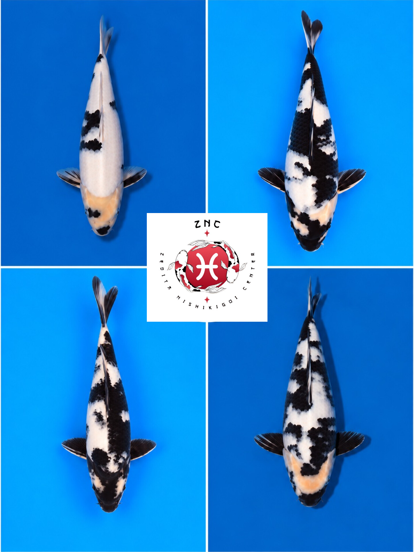 Lelang Koi Online, Jual Beli Ikan Koi, Pasar Koi Terbaik, Agen Lelang Koi, Penawaran Koi Berkualitas, Harga Jual Koi, Lelang Ikan Koi Import, Beli Koi Online, Jual Koi Murah, Koi Showroom, Penjual Koi Terpercaya, Lelang Koi Jakarta, Jual Koi Lokal, Koi Kualitas Unggul, Harga Terbaik Koi, Jual Koi Indukan, Lelang Ikan Hias Koi, Pasar Koi Indonesia, Beli Koi Berkualitas Tinggi, Koi Farm Terbesar, Jual Beli Koi Impor, Lelang Ikan Koi Kualitas Premium, Daftar Harga Koi Terbaru, Pusat Jual Beli Koi, Info Lelang Koi Hari Ini.