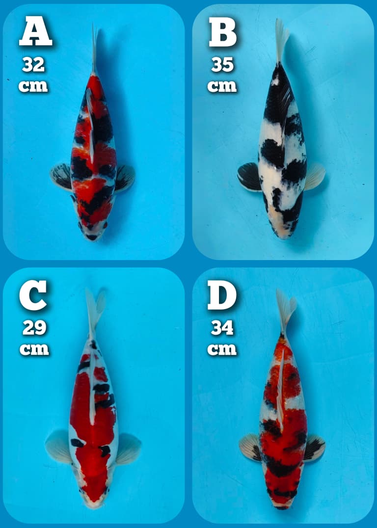 Lelang Koi Online, Jual Beli Ikan Koi, Pasar Koi Terbaik, Agen Lelang Koi, Penawaran Koi Berkualitas, Harga Jual Koi, Lelang Ikan Koi Import, Beli Koi Online, Jual Koi Murah, Koi Showroom, Penjual Koi Terpercaya, Lelang Koi Jakarta, Jual Koi Lokal, Koi Kualitas Unggul, Harga Terbaik Koi, Jual Koi Indukan, Lelang Ikan Hias Koi, Pasar Koi Indonesia, Beli Koi Berkualitas Tinggi, Koi Farm Terbesar, Jual Beli Koi Impor, Lelang Ikan Koi Kualitas Premium, Daftar Harga Koi Terbaru, Pusat Jual Beli Koi, Info Lelang Koi Hari Ini.