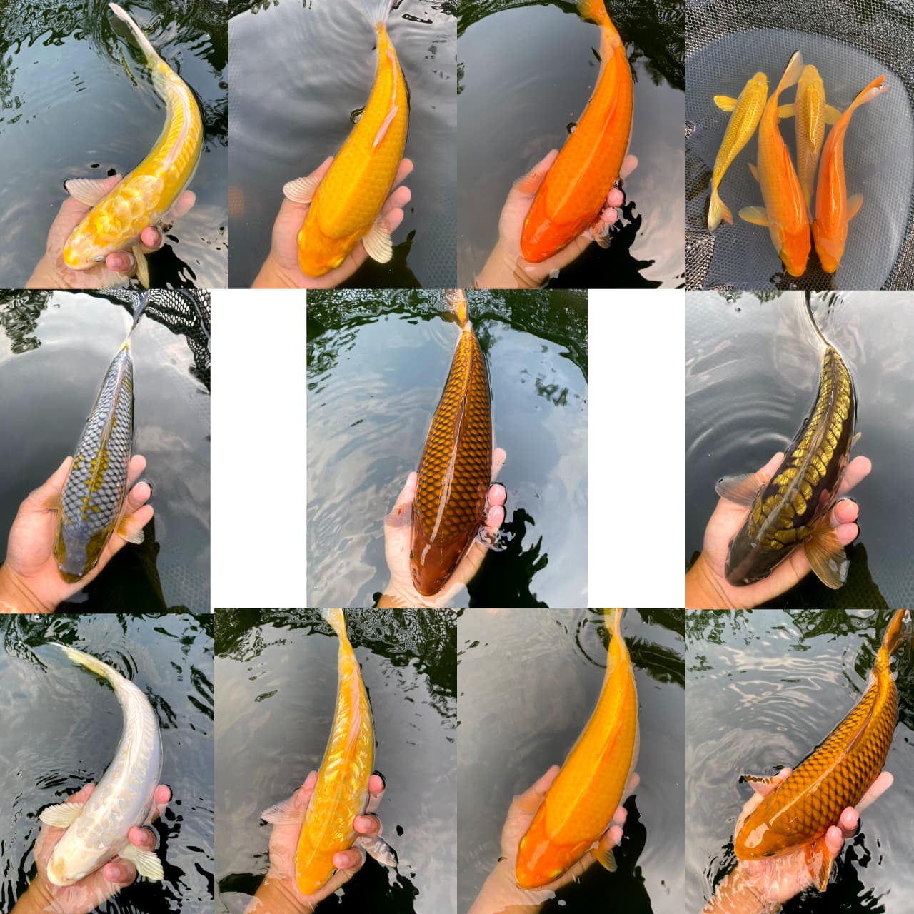 Lelang Koi Online, Jual Beli Ikan Koi, Pasar Koi Terbaik, Agen Lelang Koi, Penawaran Koi Berkualitas, Harga Jual Koi, Lelang Ikan Koi Import, Beli Koi Online, Jual Koi Murah, Koi Showroom, Penjual Koi Terpercaya, Lelang Koi Jakarta, Jual Koi Lokal, Koi Kualitas Unggul, Harga Terbaik Koi, Jual Koi Indukan, Lelang Ikan Hias Koi, Pasar Koi Indonesia, Beli Koi Berkualitas Tinggi, Koi Farm Terbesar, Jual Beli Koi Impor, Lelang Ikan Koi Kualitas Premium, Daftar Harga Koi Terbaru, Pusat Jual Beli Koi, Info Lelang Koi Hari Ini.