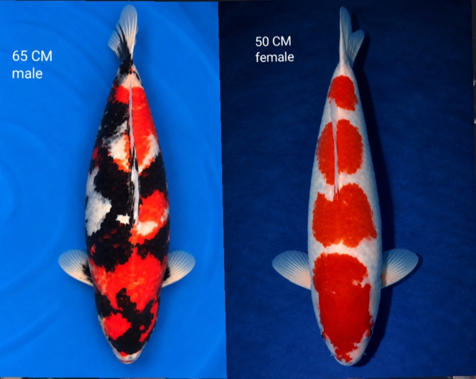 Lelang Koi Online, Jual Beli Ikan Koi, Pasar Koi Terbaik, Agen Lelang Koi, Penawaran Koi Berkualitas, Harga Jual Koi, Lelang Ikan Koi Import, Beli Koi Online, Jual Koi Murah, Koi Showroom, Penjual Koi Terpercaya, Lelang Koi Jakarta, Jual Koi Lokal, Koi Kualitas Unggul, Harga Terbaik Koi, Jual Koi Indukan, Lelang Ikan Hias Koi, Pasar Koi Indonesia, Beli Koi Berkualitas Tinggi, Koi Farm Terbesar, Jual Beli Koi Impor, Lelang Ikan Koi Kualitas Premium, Daftar Harga Koi Terbaru, Pusat Jual Beli Koi, Info Lelang Koi Hari Ini.