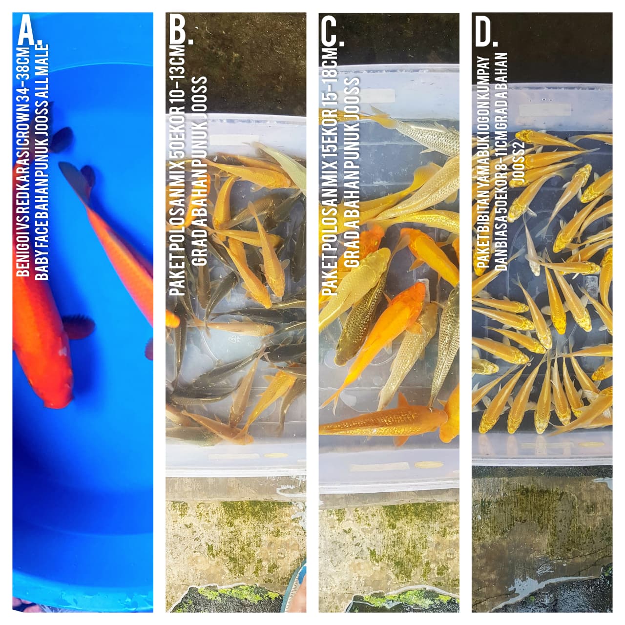 Lelang Koi Online, Jual Beli Ikan Koi, Pasar Koi Terbaik, Agen Lelang Koi, Penawaran Koi Berkualitas, Harga Jual Koi, Lelang Ikan Koi Import, Beli Koi Online, Jual Koi Murah, Koi Showroom, Penjual Koi Terpercaya, Lelang Koi Jakarta, Jual Koi Lokal, Koi Kualitas Unggul, Harga Terbaik Koi, Jual Koi Indukan, Lelang Ikan Hias Koi, Pasar Koi Indonesia, Beli Koi Berkualitas Tinggi, Koi Farm Terbesar, Jual Beli Koi Impor, Lelang Ikan Koi Kualitas Premium, Daftar Harga Koi Terbaru, Pusat Jual Beli Koi, Info Lelang Koi Hari Ini.