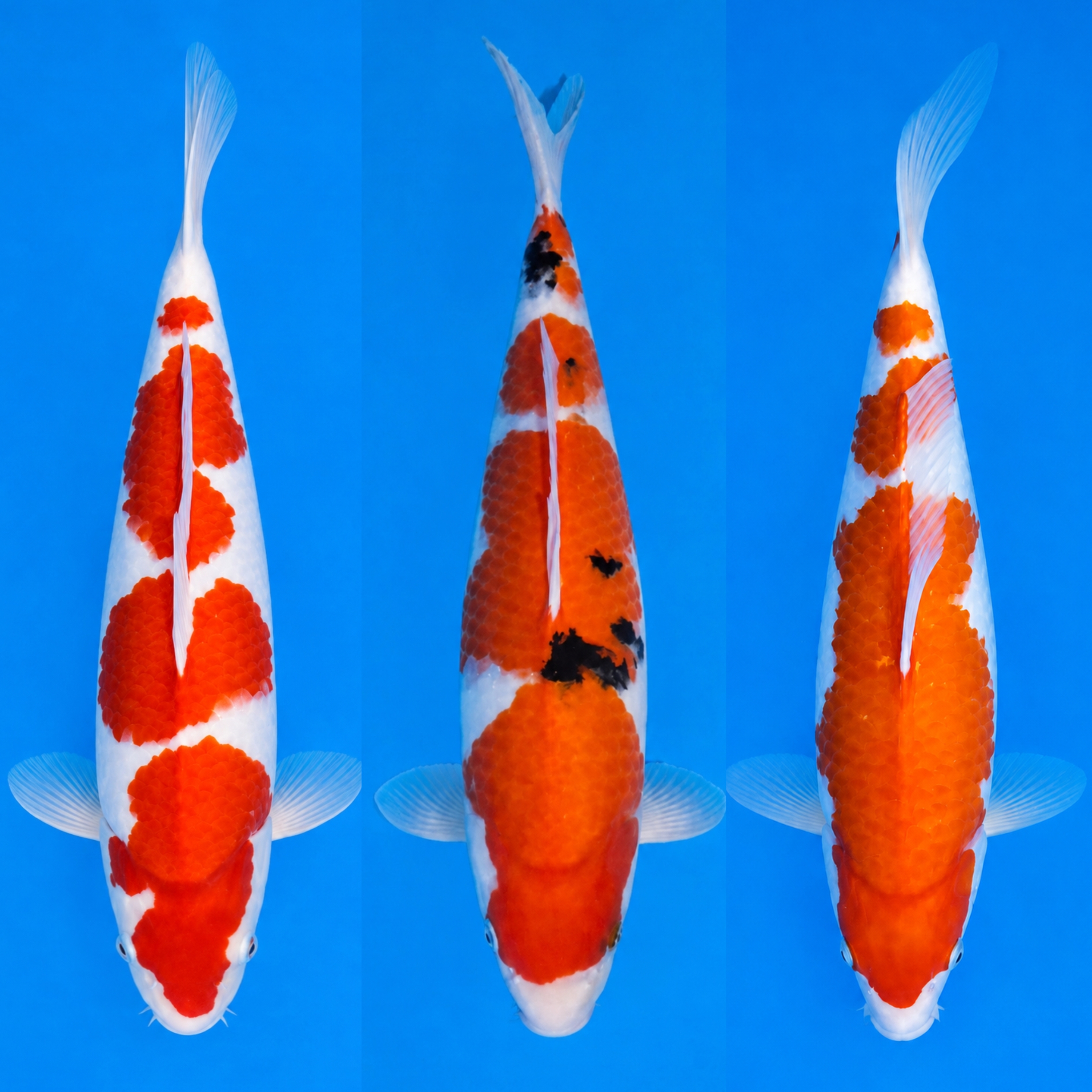 Lelang Koi Online, Jual Beli Ikan Koi, Pasar Koi Terbaik, Agen Lelang Koi, Penawaran Koi Berkualitas, Harga Jual Koi, Lelang Ikan Koi Import, Beli Koi Online, Jual Koi Murah, Koi Showroom, Penjual Koi Terpercaya, Lelang Koi Jakarta, Jual Koi Lokal, Koi Kualitas Unggul, Harga Terbaik Koi, Jual Koi Indukan, Lelang Ikan Hias Koi, Pasar Koi Indonesia, Beli Koi Berkualitas Tinggi, Koi Farm Terbesar, Jual Beli Koi Impor, Lelang Ikan Koi Kualitas Premium, Daftar Harga Koi Terbaru, Pusat Jual Beli Koi, Info Lelang Koi Hari Ini.