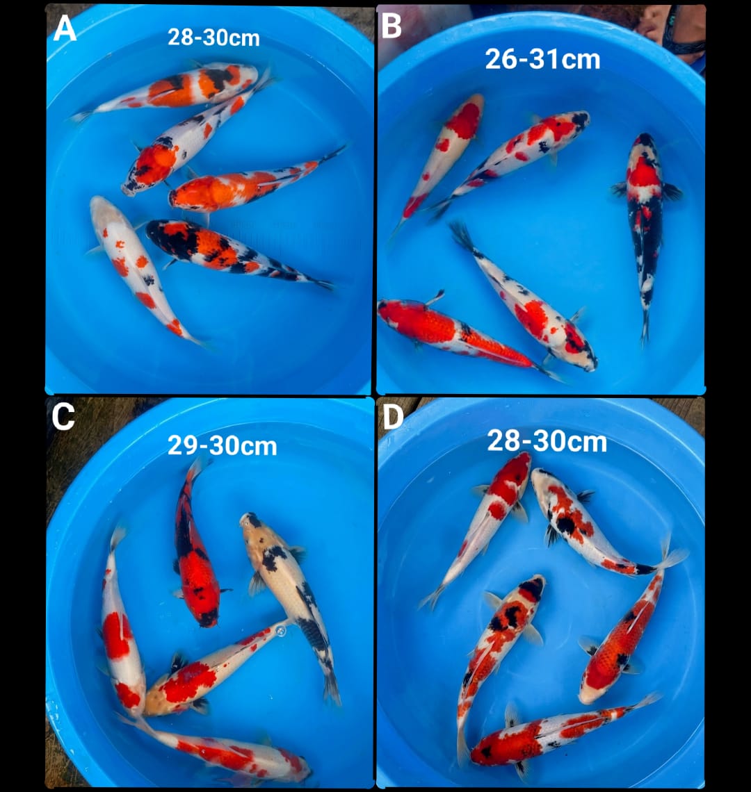 Lelang Koi Online, Jual Beli Ikan Koi, Pasar Koi Terbaik, Agen Lelang Koi, Penawaran Koi Berkualitas, Harga Jual Koi, Lelang Ikan Koi Import, Beli Koi Online, Jual Koi Murah, Koi Showroom, Penjual Koi Terpercaya, Lelang Koi Jakarta, Jual Koi Lokal, Koi Kualitas Unggul, Harga Terbaik Koi, Jual Koi Indukan, Lelang Ikan Hias Koi, Pasar Koi Indonesia, Beli Koi Berkualitas Tinggi, Koi Farm Terbesar, Jual Beli Koi Impor, Lelang Ikan Koi Kualitas Premium, Daftar Harga Koi Terbaru, Pusat Jual Beli Koi, Info Lelang Koi Hari Ini.