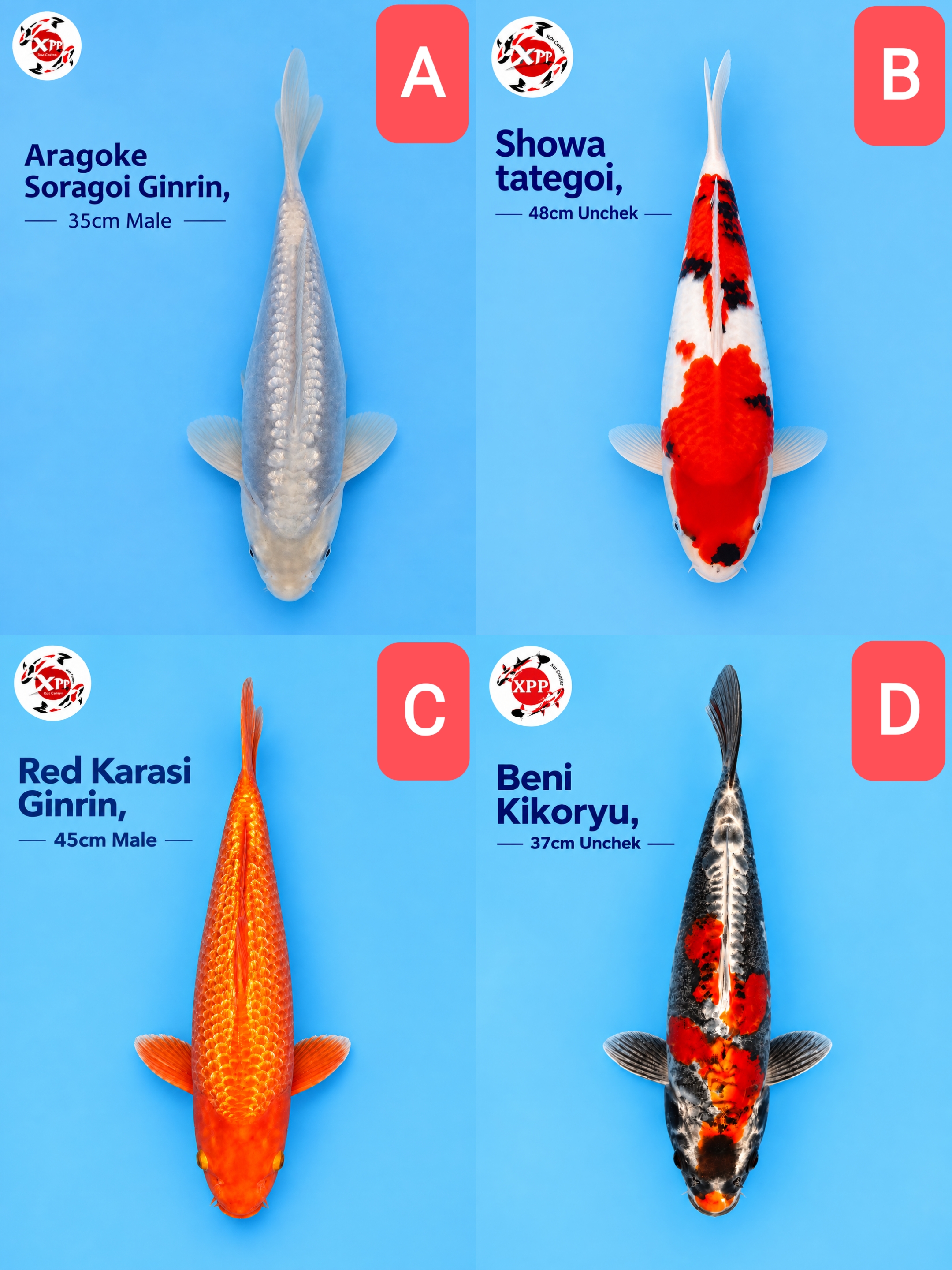 Lelang Koi Online, Jual Beli Ikan Koi, Pasar Koi Terbaik, Agen Lelang Koi, Penawaran Koi Berkualitas, Harga Jual Koi, Lelang Ikan Koi Import, Beli Koi Online, Jual Koi Murah, Koi Showroom, Penjual Koi Terpercaya, Lelang Koi Jakarta, Jual Koi Lokal, Koi Kualitas Unggul, Harga Terbaik Koi, Jual Koi Indukan, Lelang Ikan Hias Koi, Pasar Koi Indonesia, Beli Koi Berkualitas Tinggi, Koi Farm Terbesar, Jual Beli Koi Impor, Lelang Ikan Koi Kualitas Premium, Daftar Harga Koi Terbaru, Pusat Jual Beli Koi, Info Lelang Koi Hari Ini.