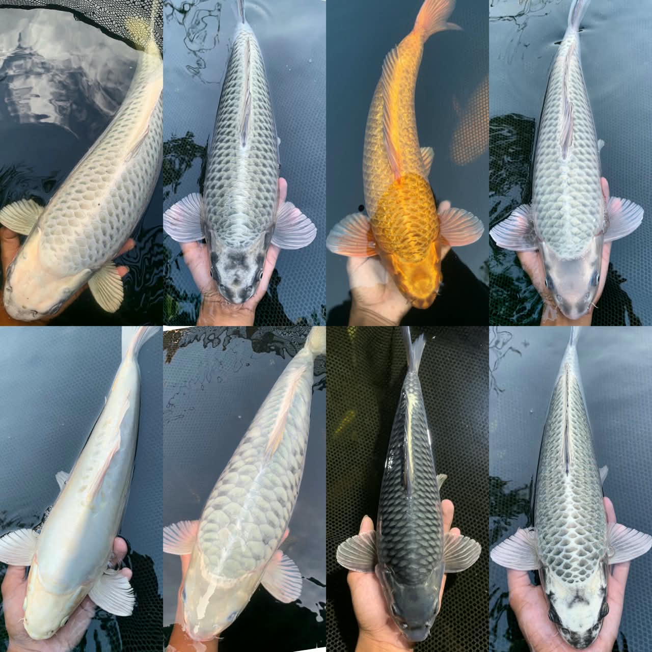 Lelang Koi Online, Jual Beli Ikan Koi, Pasar Koi Terbaik, Agen Lelang Koi, Penawaran Koi Berkualitas, Harga Jual Koi, Lelang Ikan Koi Import, Beli Koi Online, Jual Koi Murah, Koi Showroom, Penjual Koi Terpercaya, Lelang Koi Jakarta, Jual Koi Lokal, Koi Kualitas Unggul, Harga Terbaik Koi, Jual Koi Indukan, Lelang Ikan Hias Koi, Pasar Koi Indonesia, Beli Koi Berkualitas Tinggi, Koi Farm Terbesar, Jual Beli Koi Impor, Lelang Ikan Koi Kualitas Premium, Daftar Harga Koi Terbaru, Pusat Jual Beli Koi, Info Lelang Koi Hari Ini.