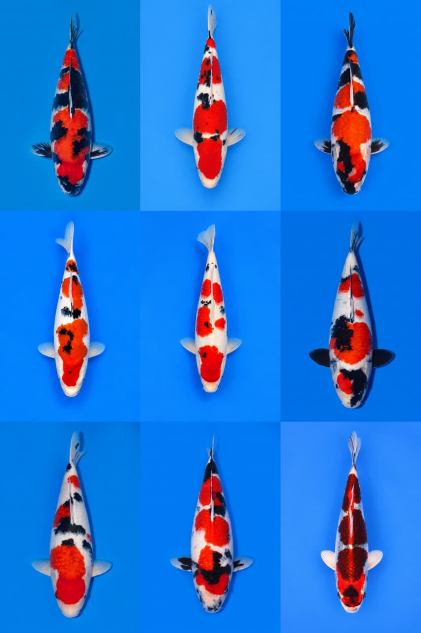 Lelang Koi Online, Jual Beli Ikan Koi, Pasar Koi Terbaik, Agen Lelang Koi, Penawaran Koi Berkualitas, Harga Jual Koi, Lelang Ikan Koi Import, Beli Koi Online, Jual Koi Murah, Koi Showroom, Penjual Koi Terpercaya, Lelang Koi Jakarta, Jual Koi Lokal, Koi Kualitas Unggul, Harga Terbaik Koi, Jual Koi Indukan, Lelang Ikan Hias Koi, Pasar Koi Indonesia, Beli Koi Berkualitas Tinggi, Koi Farm Terbesar, Jual Beli Koi Impor, Lelang Ikan Koi Kualitas Premium, Daftar Harga Koi Terbaru, Pusat Jual Beli Koi, Info Lelang Koi Hari Ini.