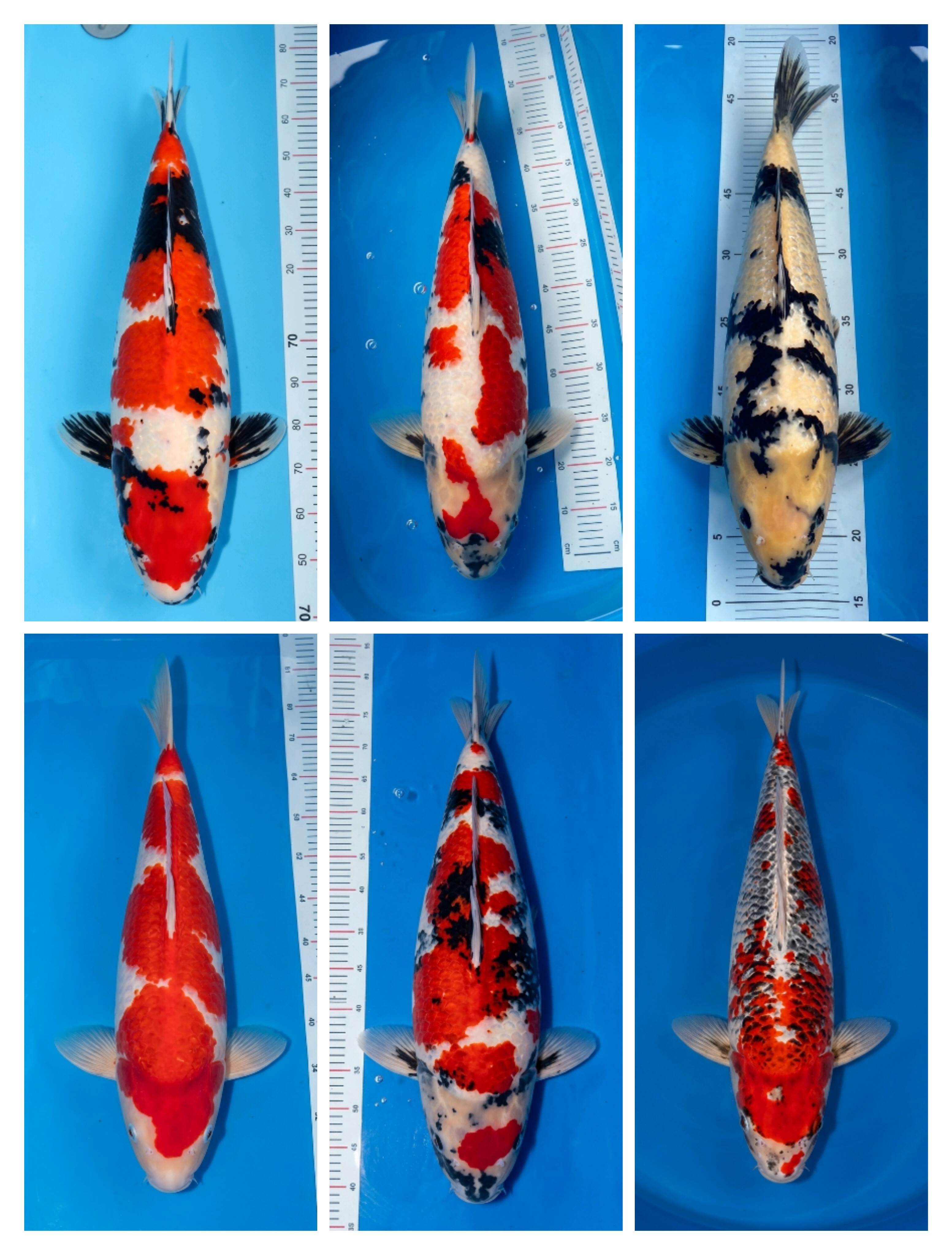 Lelang Koi Online, Jual Beli Ikan Koi, Pasar Koi Terbaik, Agen Lelang Koi, Penawaran Koi Berkualitas, Harga Jual Koi, Lelang Ikan Koi Import, Beli Koi Online, Jual Koi Murah, Koi Showroom, Penjual Koi Terpercaya, Lelang Koi Jakarta, Jual Koi Lokal, Koi Kualitas Unggul, Harga Terbaik Koi, Jual Koi Indukan, Lelang Ikan Hias Koi, Pasar Koi Indonesia, Beli Koi Berkualitas Tinggi, Koi Farm Terbesar, Jual Beli Koi Impor, Lelang Ikan Koi Kualitas Premium, Daftar Harga Koi Terbaru, Pusat Jual Beli Koi, Info Lelang Koi Hari Ini.