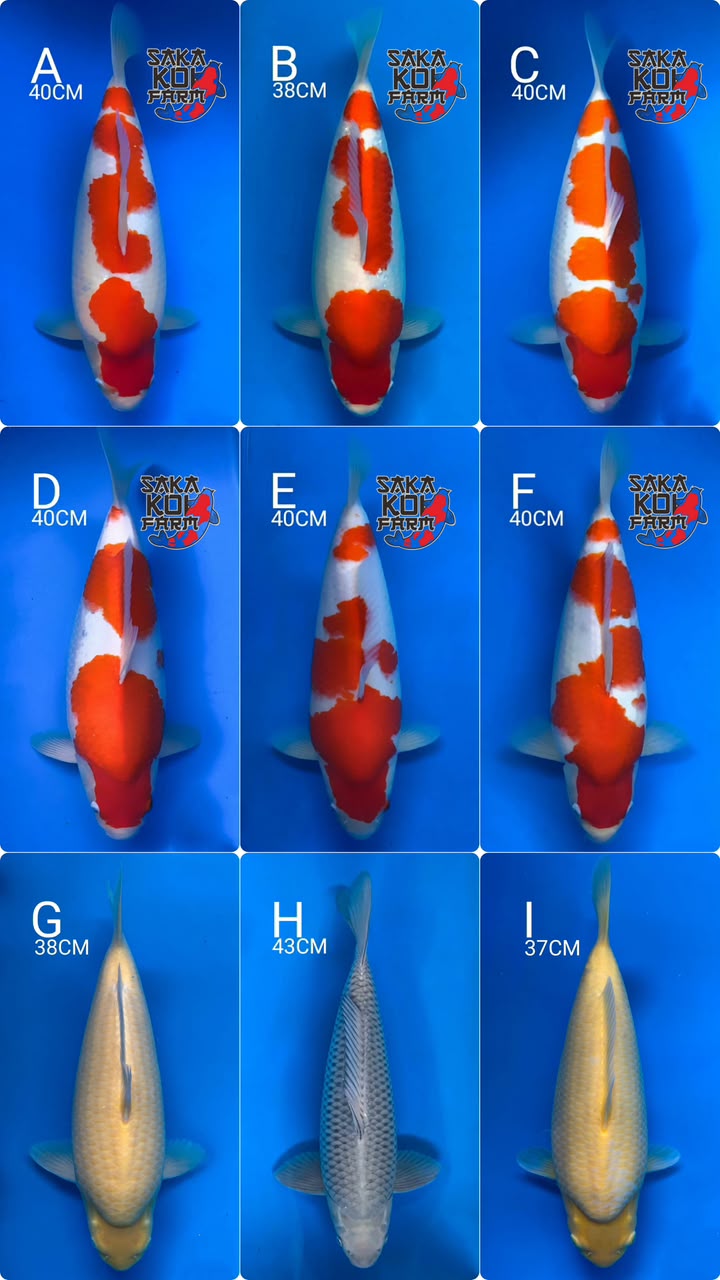 Lelang Koi Online, Jual Beli Ikan Koi, Pasar Koi Terbaik, Agen Lelang Koi, Penawaran Koi Berkualitas, Harga Jual Koi, Lelang Ikan Koi Import, Beli Koi Online, Jual Koi Murah, Koi Showroom, Penjual Koi Terpercaya, Lelang Koi Jakarta, Jual Koi Lokal, Koi Kualitas Unggul, Harga Terbaik Koi, Jual Koi Indukan, Lelang Ikan Hias Koi, Pasar Koi Indonesia, Beli Koi Berkualitas Tinggi, Koi Farm Terbesar, Jual Beli Koi Impor, Lelang Ikan Koi Kualitas Premium, Daftar Harga Koi Terbaru, Pusat Jual Beli Koi, Info Lelang Koi Hari Ini.