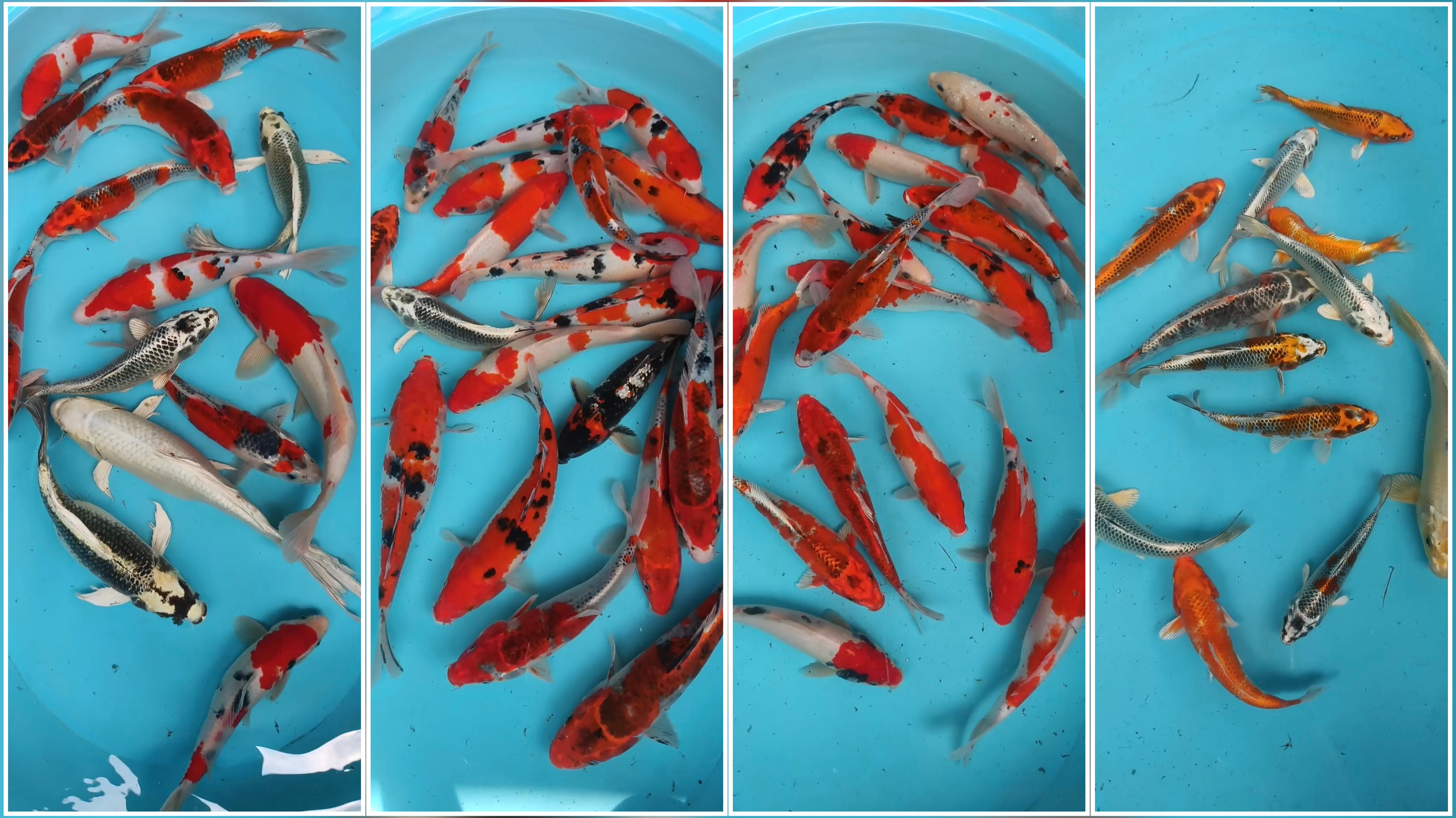 Lelang Koi Online, Jual Beli Ikan Koi, Pasar Koi Terbaik, Agen Lelang Koi, Penawaran Koi Berkualitas, Harga Jual Koi, Lelang Ikan Koi Import, Beli Koi Online, Jual Koi Murah, Koi Showroom, Penjual Koi Terpercaya, Lelang Koi Jakarta, Jual Koi Lokal, Koi Kualitas Unggul, Harga Terbaik Koi, Jual Koi Indukan, Lelang Ikan Hias Koi, Pasar Koi Indonesia, Beli Koi Berkualitas Tinggi, Koi Farm Terbesar, Jual Beli Koi Impor, Lelang Ikan Koi Kualitas Premium, Daftar Harga Koi Terbaru, Pusat Jual Beli Koi, Info Lelang Koi Hari Ini.