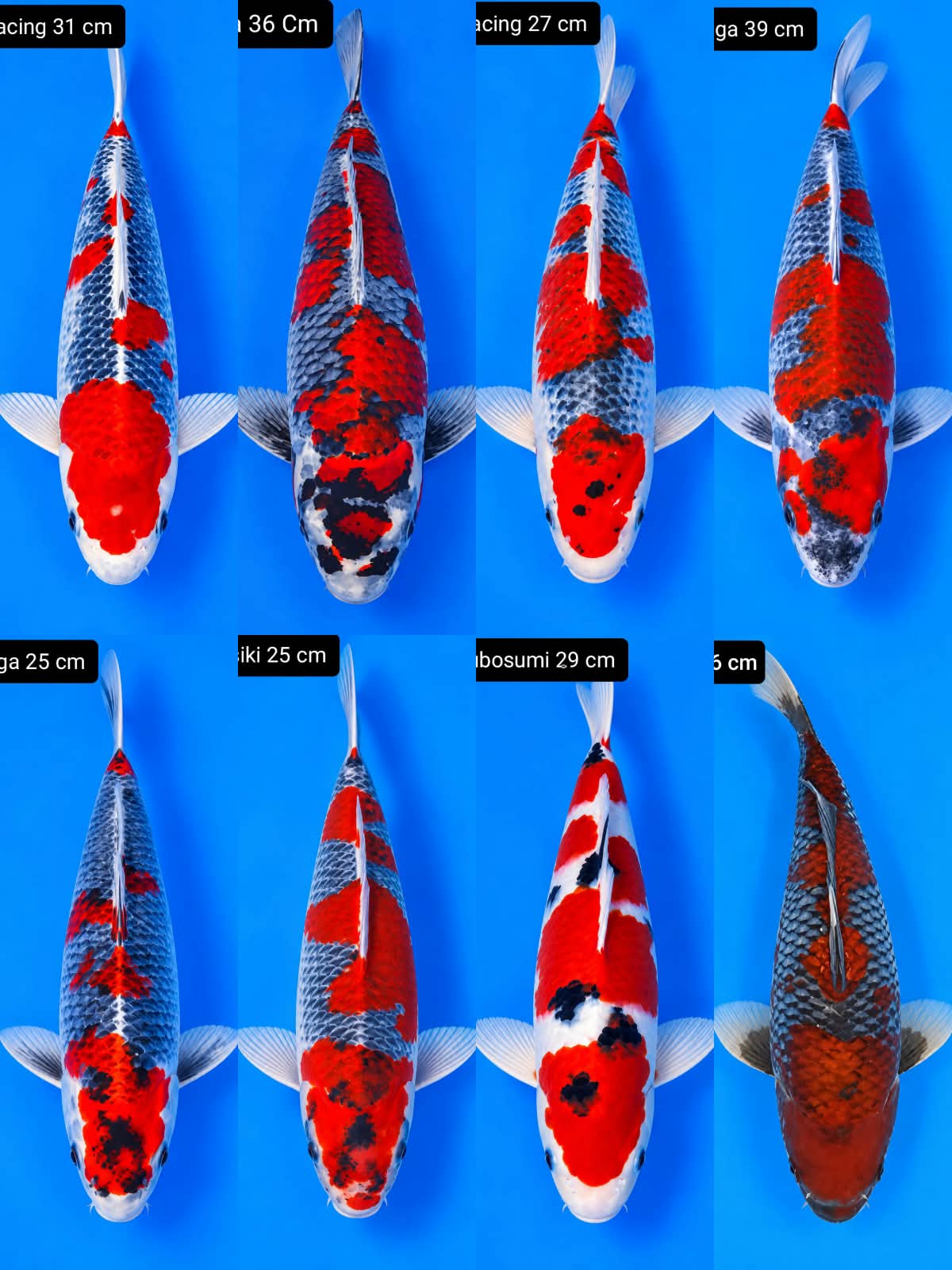 Lelang Koi Online, Jual Beli Ikan Koi, Pasar Koi Terbaik, Agen Lelang Koi, Penawaran Koi Berkualitas, Harga Jual Koi, Lelang Ikan Koi Import, Beli Koi Online, Jual Koi Murah, Koi Showroom, Penjual Koi Terpercaya, Lelang Koi Jakarta, Jual Koi Lokal, Koi Kualitas Unggul, Harga Terbaik Koi, Jual Koi Indukan, Lelang Ikan Hias Koi, Pasar Koi Indonesia, Beli Koi Berkualitas Tinggi, Koi Farm Terbesar, Jual Beli Koi Impor, Lelang Ikan Koi Kualitas Premium, Daftar Harga Koi Terbaru, Pusat Jual Beli Koi, Info Lelang Koi Hari Ini.