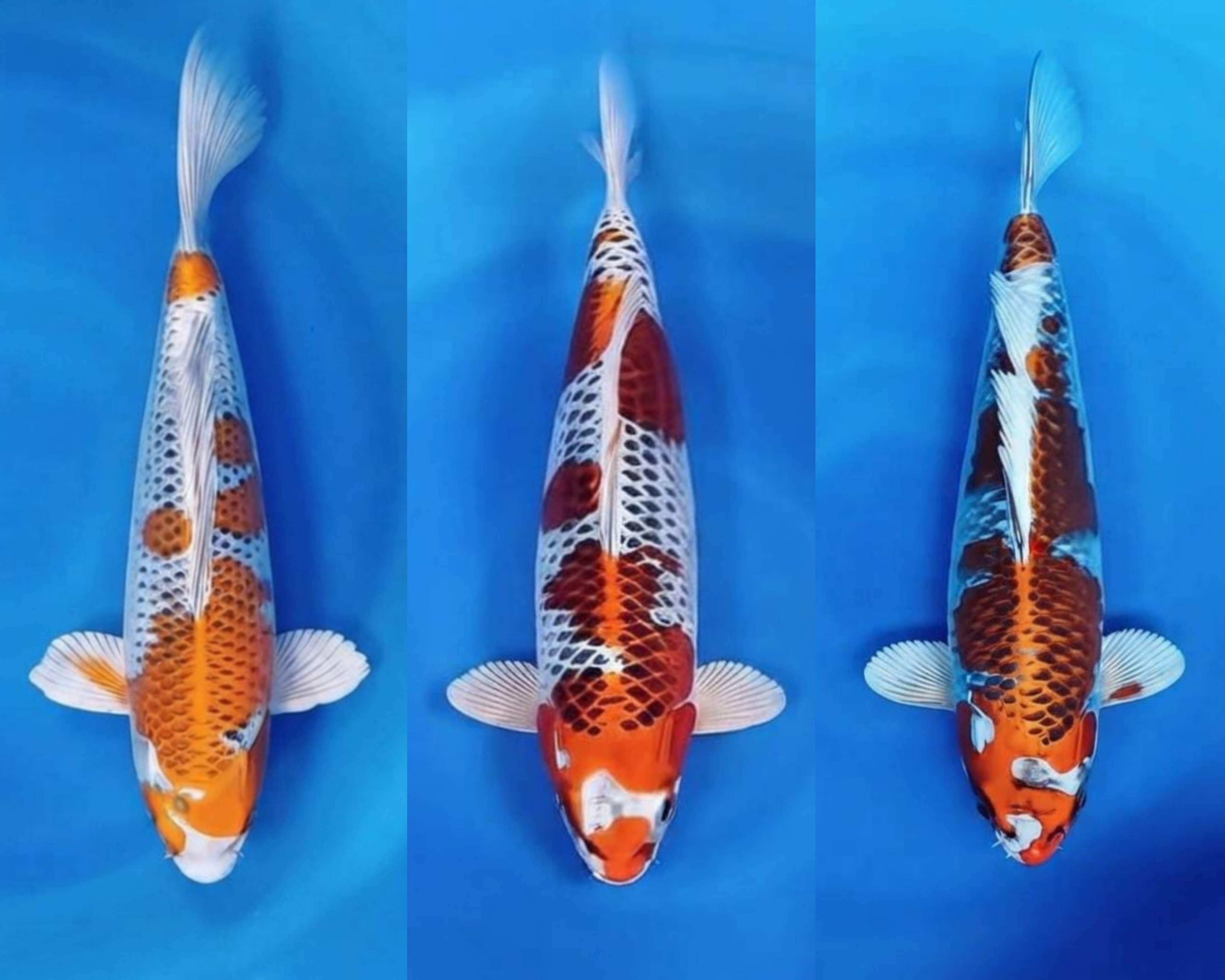 Lelang Koi Online, Jual Beli Ikan Koi, Pasar Koi Terbaik, Agen Lelang Koi, Penawaran Koi Berkualitas, Harga Jual Koi, Lelang Ikan Koi Import, Beli Koi Online, Jual Koi Murah, Koi Showroom, Penjual Koi Terpercaya, Lelang Koi Jakarta, Jual Koi Lokal, Koi Kualitas Unggul, Harga Terbaik Koi, Jual Koi Indukan, Lelang Ikan Hias Koi, Pasar Koi Indonesia, Beli Koi Berkualitas Tinggi, Koi Farm Terbesar, Jual Beli Koi Impor, Lelang Ikan Koi Kualitas Premium, Daftar Harga Koi Terbaru, Pusat Jual Beli Koi, Info Lelang Koi Hari Ini.