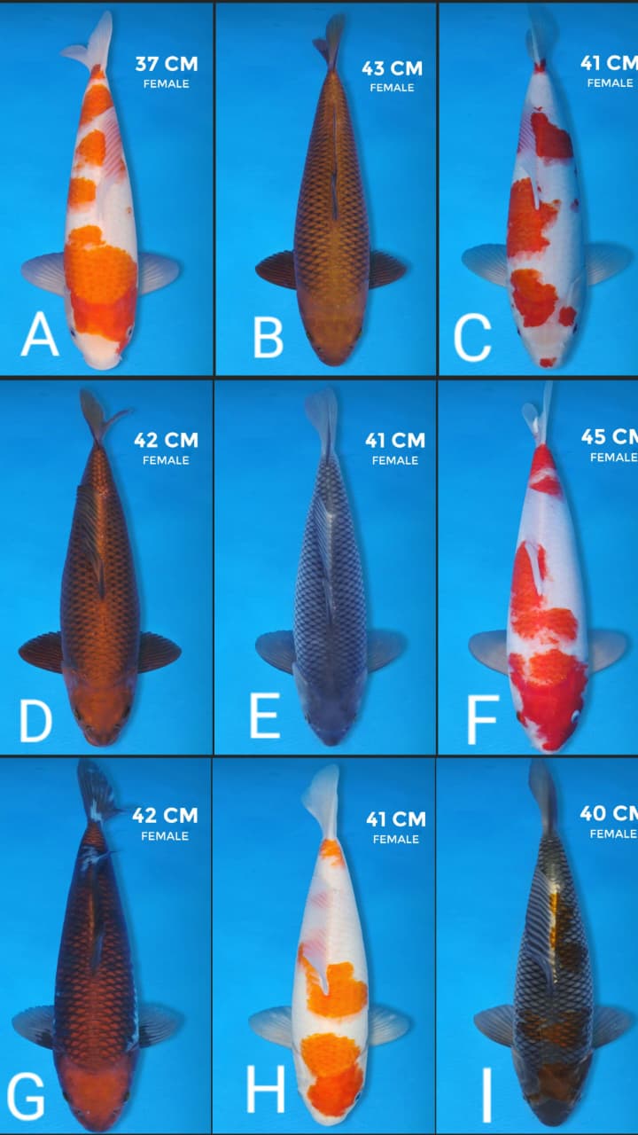 Lelang Koi Online, Jual Beli Ikan Koi, Pasar Koi Terbaik, Agen Lelang Koi, Penawaran Koi Berkualitas, Harga Jual Koi, Lelang Ikan Koi Import, Beli Koi Online, Jual Koi Murah, Koi Showroom, Penjual Koi Terpercaya, Lelang Koi Jakarta, Jual Koi Lokal, Koi Kualitas Unggul, Harga Terbaik Koi, Jual Koi Indukan, Lelang Ikan Hias Koi, Pasar Koi Indonesia, Beli Koi Berkualitas Tinggi, Koi Farm Terbesar, Jual Beli Koi Impor, Lelang Ikan Koi Kualitas Premium, Daftar Harga Koi Terbaru, Pusat Jual Beli Koi, Info Lelang Koi Hari Ini.