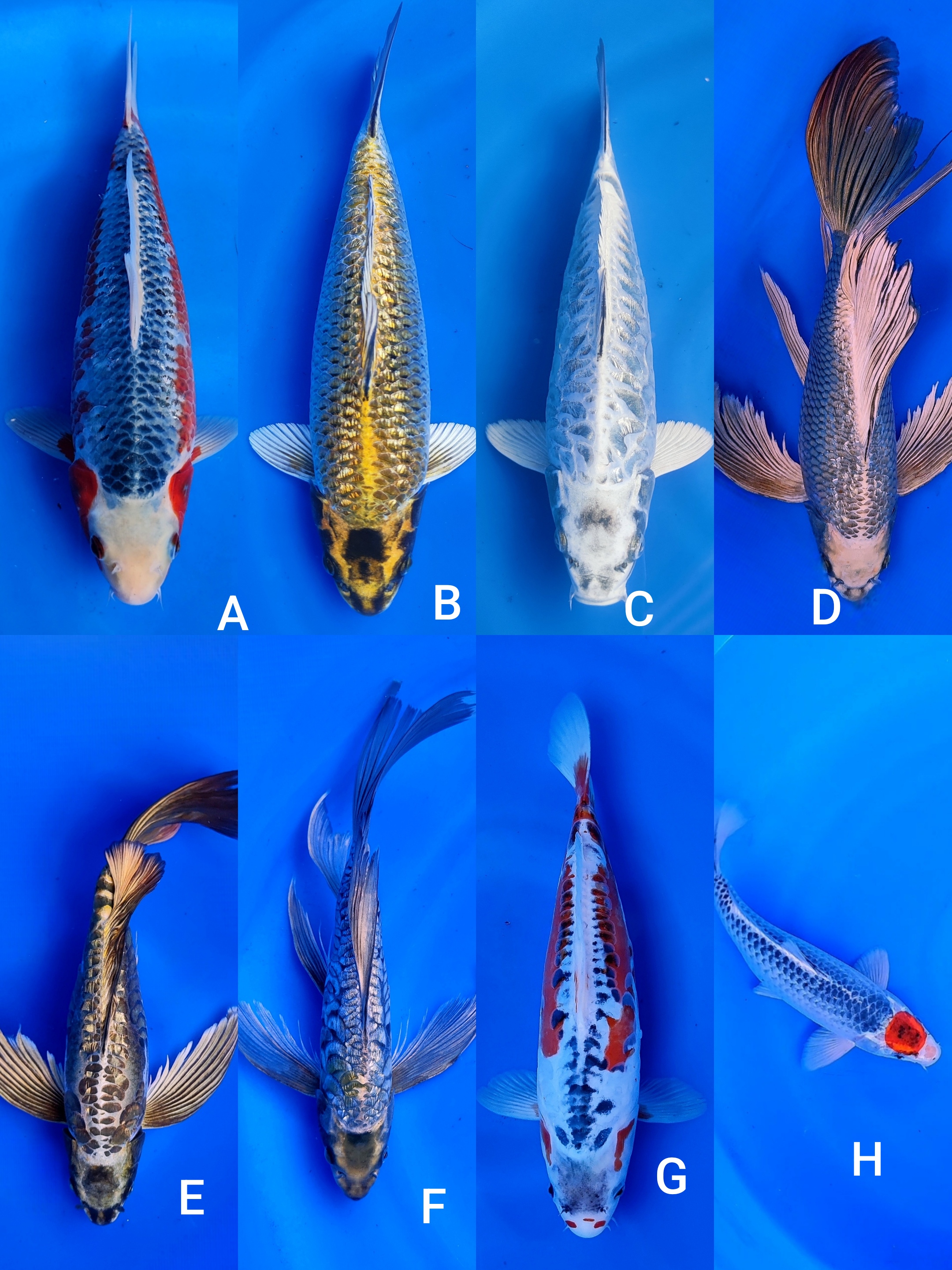 Lelang Koi Online, Jual Beli Ikan Koi, Pasar Koi Terbaik, Agen Lelang Koi, Penawaran Koi Berkualitas, Harga Jual Koi, Lelang Ikan Koi Import, Beli Koi Online, Jual Koi Murah, Koi Showroom, Penjual Koi Terpercaya, Lelang Koi Jakarta, Jual Koi Lokal, Koi Kualitas Unggul, Harga Terbaik Koi, Jual Koi Indukan, Lelang Ikan Hias Koi, Pasar Koi Indonesia, Beli Koi Berkualitas Tinggi, Koi Farm Terbesar, Jual Beli Koi Impor, Lelang Ikan Koi Kualitas Premium, Daftar Harga Koi Terbaru, Pusat Jual Beli Koi, Info Lelang Koi Hari Ini.