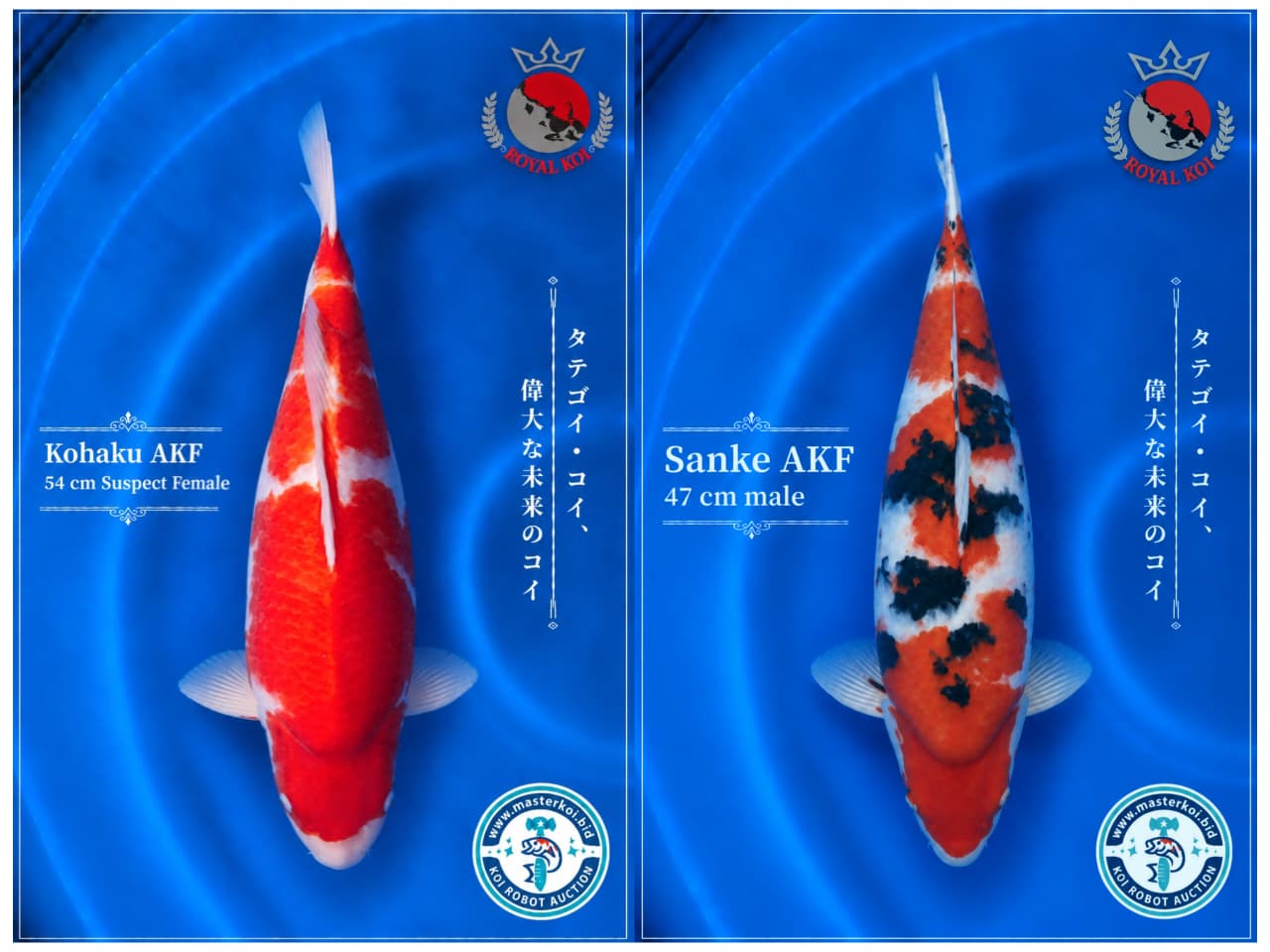 Lelang Koi Online, Jual Beli Ikan Koi, Pasar Koi Terbaik, Agen Lelang Koi, Penawaran Koi Berkualitas, Harga Jual Koi, Lelang Ikan Koi Import, Beli Koi Online, Jual Koi Murah, Koi Showroom, Penjual Koi Terpercaya, Lelang Koi Jakarta, Jual Koi Lokal, Koi Kualitas Unggul, Harga Terbaik Koi, Jual Koi Indukan, Lelang Ikan Hias Koi, Pasar Koi Indonesia, Beli Koi Berkualitas Tinggi, Koi Farm Terbesar, Jual Beli Koi Impor, Lelang Ikan Koi Kualitas Premium, Daftar Harga Koi Terbaru, Pusat Jual Beli Koi, Info Lelang Koi Hari Ini.