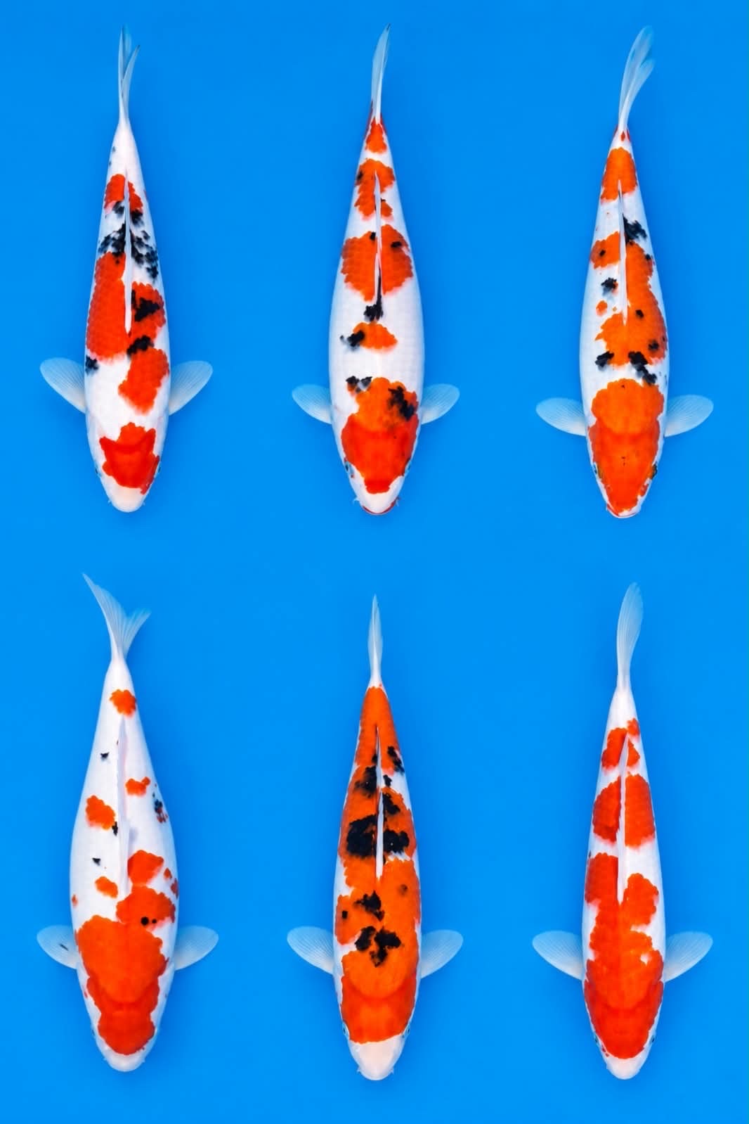 Lelang Koi Online, Jual Beli Ikan Koi, Pasar Koi Terbaik, Agen Lelang Koi, Penawaran Koi Berkualitas, Harga Jual Koi, Lelang Ikan Koi Import, Beli Koi Online, Jual Koi Murah, Koi Showroom, Penjual Koi Terpercaya, Lelang Koi Jakarta, Jual Koi Lokal, Koi Kualitas Unggul, Harga Terbaik Koi, Jual Koi Indukan, Lelang Ikan Hias Koi, Pasar Koi Indonesia, Beli Koi Berkualitas Tinggi, Koi Farm Terbesar, Jual Beli Koi Impor, Lelang Ikan Koi Kualitas Premium, Daftar Harga Koi Terbaru, Pusat Jual Beli Koi, Info Lelang Koi Hari Ini.