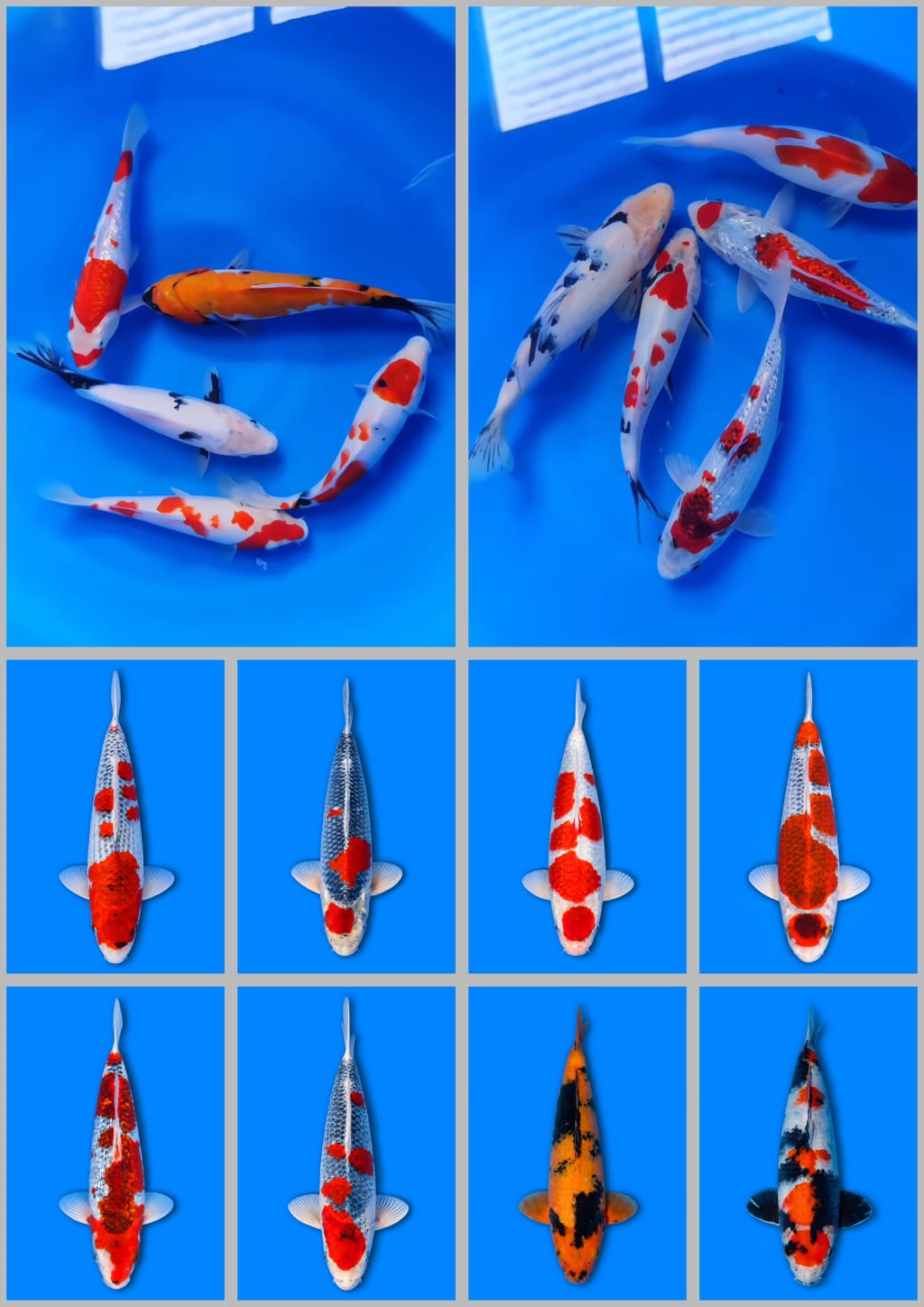 Lelang Koi Online, Jual Beli Ikan Koi, Pasar Koi Terbaik, Agen Lelang Koi, Penawaran Koi Berkualitas, Harga Jual Koi, Lelang Ikan Koi Import, Beli Koi Online, Jual Koi Murah, Koi Showroom, Penjual Koi Terpercaya, Lelang Koi Jakarta, Jual Koi Lokal, Koi Kualitas Unggul, Harga Terbaik Koi, Jual Koi Indukan, Lelang Ikan Hias Koi, Pasar Koi Indonesia, Beli Koi Berkualitas Tinggi, Koi Farm Terbesar, Jual Beli Koi Impor, Lelang Ikan Koi Kualitas Premium, Daftar Harga Koi Terbaru, Pusat Jual Beli Koi, Info Lelang Koi Hari Ini.