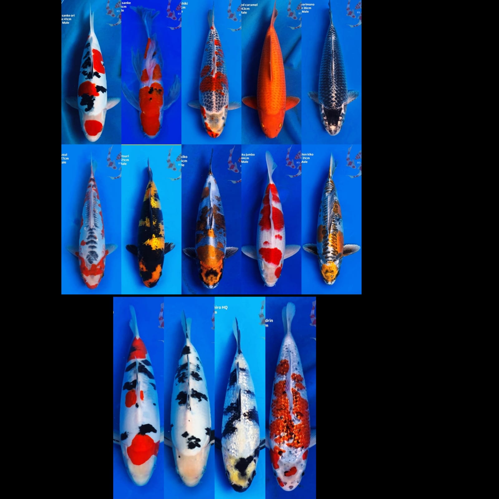 Lelang Koi Online, Jual Beli Ikan Koi, Pasar Koi Terbaik, Agen Lelang Koi, Penawaran Koi Berkualitas, Harga Jual Koi, Lelang Ikan Koi Import, Beli Koi Online, Jual Koi Murah, Koi Showroom, Penjual Koi Terpercaya, Lelang Koi Jakarta, Jual Koi Lokal, Koi Kualitas Unggul, Harga Terbaik Koi, Jual Koi Indukan, Lelang Ikan Hias Koi, Pasar Koi Indonesia, Beli Koi Berkualitas Tinggi, Koi Farm Terbesar, Jual Beli Koi Impor, Lelang Ikan Koi Kualitas Premium, Daftar Harga Koi Terbaru, Pusat Jual Beli Koi, Info Lelang Koi Hari Ini.
