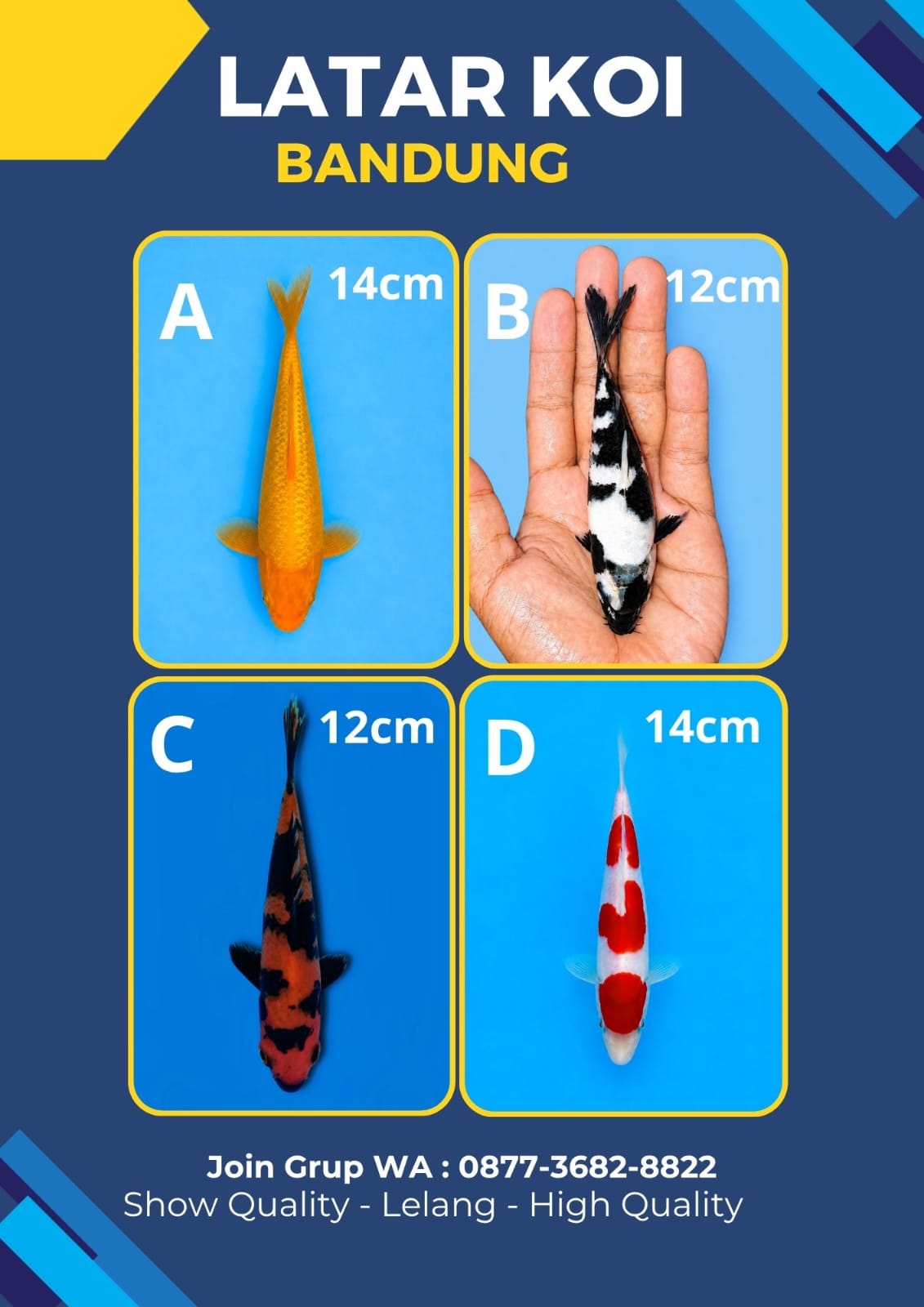 Lelang Koi Online, Jual Beli Ikan Koi, Pasar Koi Terbaik, Agen Lelang Koi, Penawaran Koi Berkualitas, Harga Jual Koi, Lelang Ikan Koi Import, Beli Koi Online, Jual Koi Murah, Koi Showroom, Penjual Koi Terpercaya, Lelang Koi Jakarta, Jual Koi Lokal, Koi Kualitas Unggul, Harga Terbaik Koi, Jual Koi Indukan, Lelang Ikan Hias Koi, Pasar Koi Indonesia, Beli Koi Berkualitas Tinggi, Koi Farm Terbesar, Jual Beli Koi Impor, Lelang Ikan Koi Kualitas Premium, Daftar Harga Koi Terbaru, Pusat Jual Beli Koi, Info Lelang Koi Hari Ini.