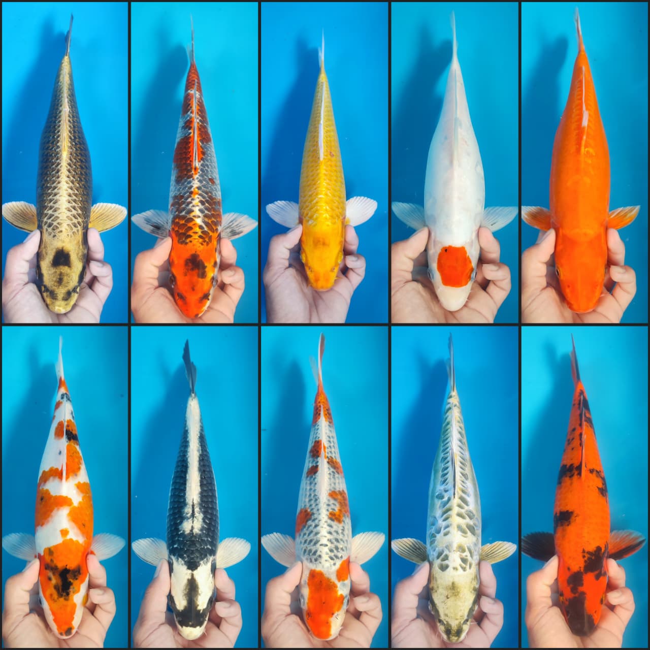 Lelang Koi Online, Jual Beli Ikan Koi, Pasar Koi Terbaik, Agen Lelang Koi, Penawaran Koi Berkualitas, Harga Jual Koi, Lelang Ikan Koi Import, Beli Koi Online, Jual Koi Murah, Koi Showroom, Penjual Koi Terpercaya, Lelang Koi Jakarta, Jual Koi Lokal, Koi Kualitas Unggul, Harga Terbaik Koi, Jual Koi Indukan, Lelang Ikan Hias Koi, Pasar Koi Indonesia, Beli Koi Berkualitas Tinggi, Koi Farm Terbesar, Jual Beli Koi Impor, Lelang Ikan Koi Kualitas Premium, Daftar Harga Koi Terbaru, Pusat Jual Beli Koi, Info Lelang Koi Hari Ini.