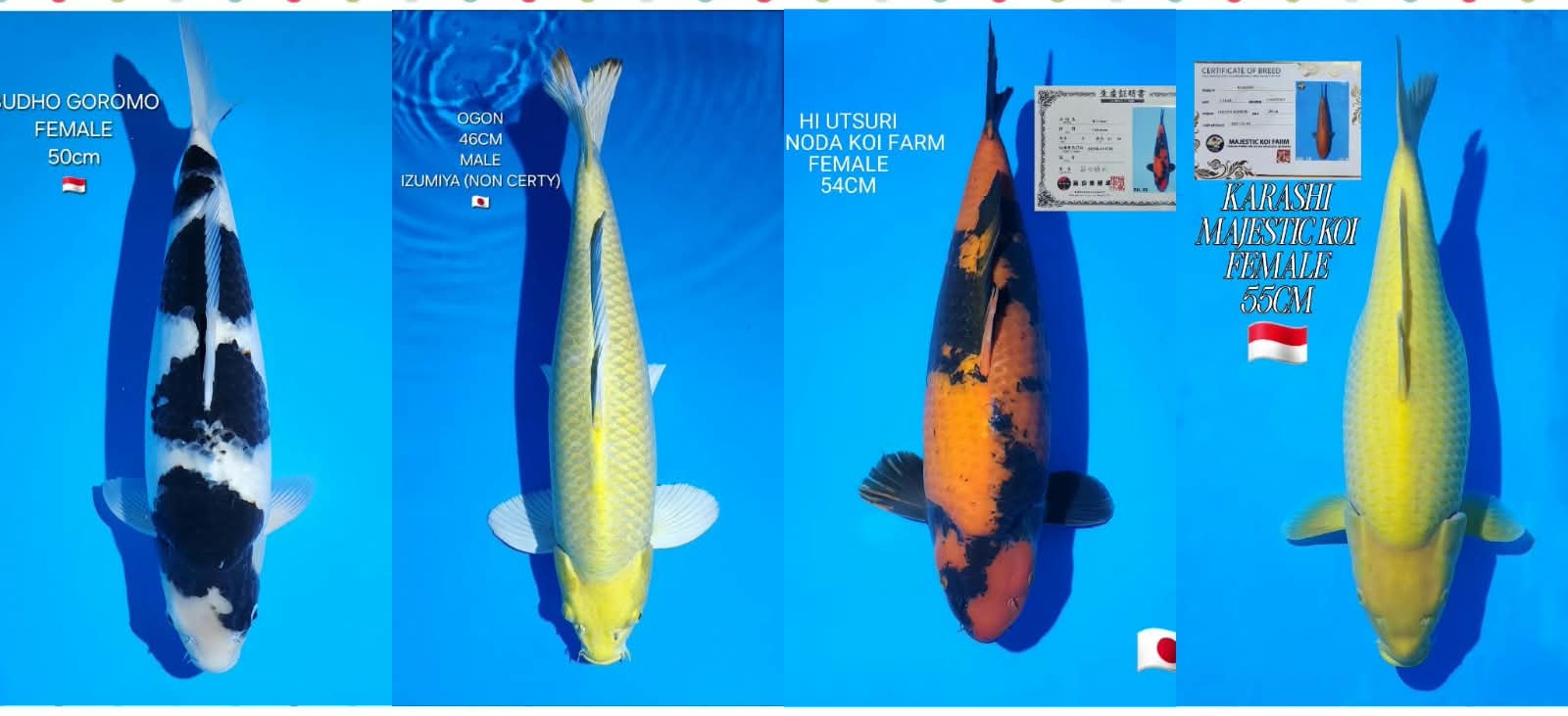 Lelang Koi Online, Jual Beli Ikan Koi, Pasar Koi Terbaik, Agen Lelang Koi, Penawaran Koi Berkualitas, Harga Jual Koi, Lelang Ikan Koi Import, Beli Koi Online, Jual Koi Murah, Koi Showroom, Penjual Koi Terpercaya, Lelang Koi Jakarta, Jual Koi Lokal, Koi Kualitas Unggul, Harga Terbaik Koi, Jual Koi Indukan, Lelang Ikan Hias Koi, Pasar Koi Indonesia, Beli Koi Berkualitas Tinggi, Koi Farm Terbesar, Jual Beli Koi Impor, Lelang Ikan Koi Kualitas Premium, Daftar Harga Koi Terbaru, Pusat Jual Beli Koi, Info Lelang Koi Hari Ini.