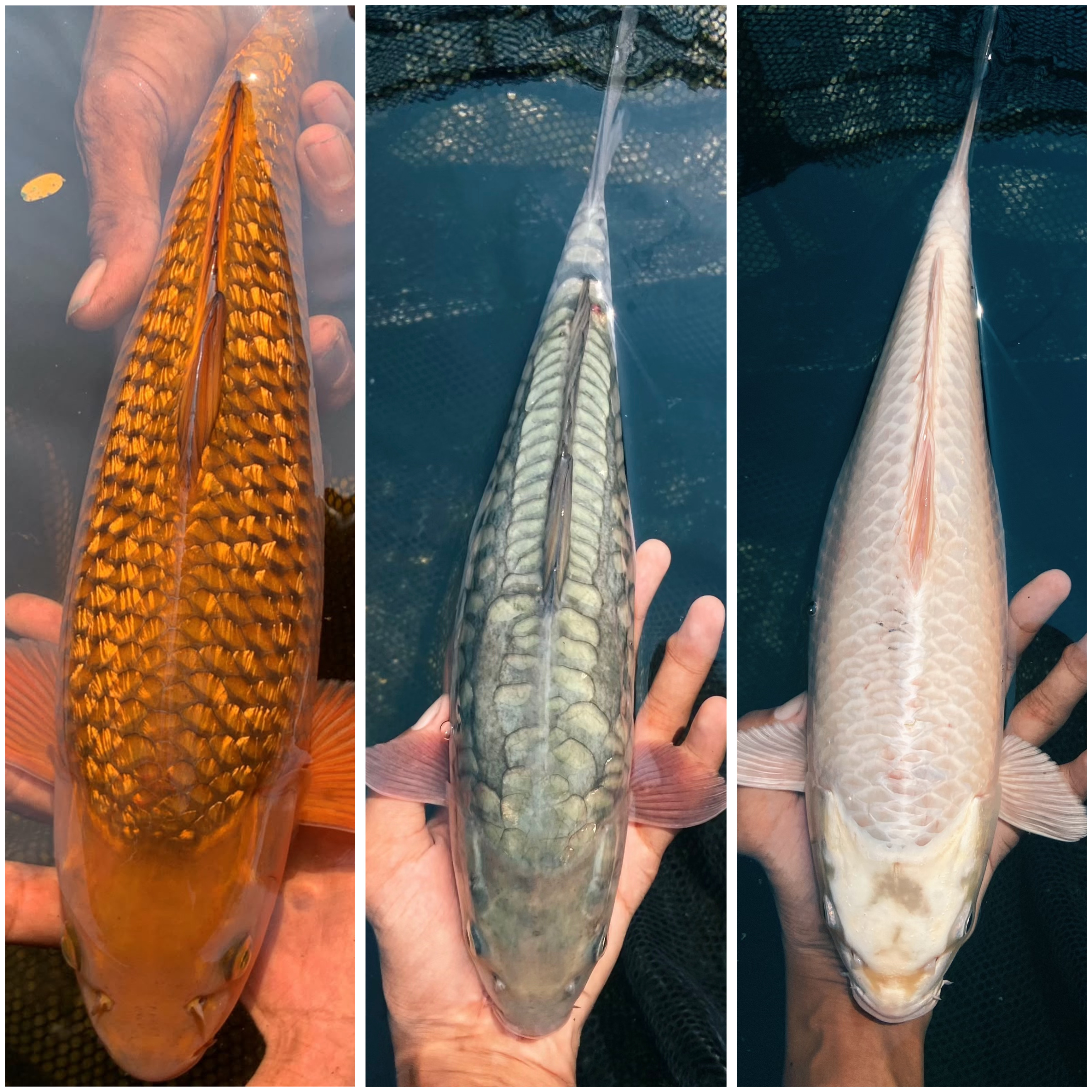 Lelang Koi Online, Jual Beli Ikan Koi, Pasar Koi Terbaik, Agen Lelang Koi, Penawaran Koi Berkualitas, Harga Jual Koi, Lelang Ikan Koi Import, Beli Koi Online, Jual Koi Murah, Koi Showroom, Penjual Koi Terpercaya, Lelang Koi Jakarta, Jual Koi Lokal, Koi Kualitas Unggul, Harga Terbaik Koi, Jual Koi Indukan, Lelang Ikan Hias Koi, Pasar Koi Indonesia, Beli Koi Berkualitas Tinggi, Koi Farm Terbesar, Jual Beli Koi Impor, Lelang Ikan Koi Kualitas Premium, Daftar Harga Koi Terbaru, Pusat Jual Beli Koi, Info Lelang Koi Hari Ini.