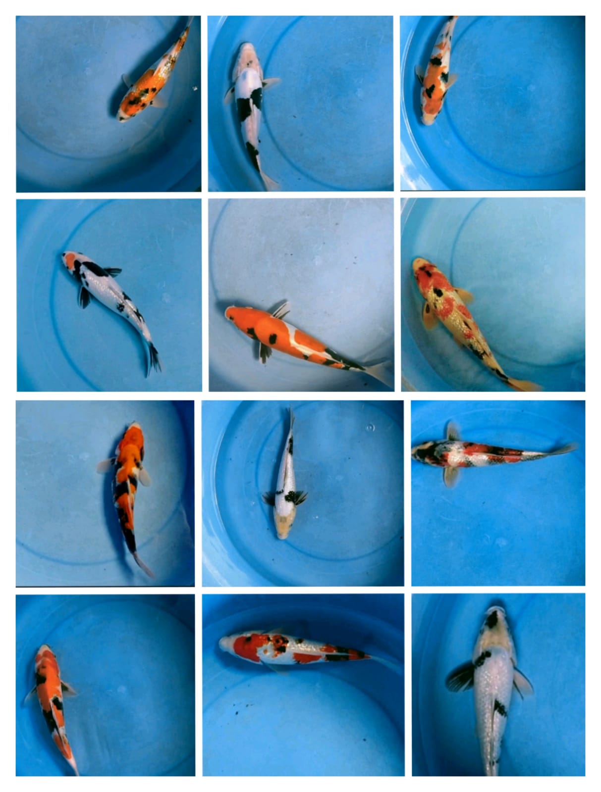 Lelang Koi Online, Jual Beli Ikan Koi, Pasar Koi Terbaik, Agen Lelang Koi, Penawaran Koi Berkualitas, Harga Jual Koi, Lelang Ikan Koi Import, Beli Koi Online, Jual Koi Murah, Koi Showroom, Penjual Koi Terpercaya, Lelang Koi Jakarta, Jual Koi Lokal, Koi Kualitas Unggul, Harga Terbaik Koi, Jual Koi Indukan, Lelang Ikan Hias Koi, Pasar Koi Indonesia, Beli Koi Berkualitas Tinggi, Koi Farm Terbesar, Jual Beli Koi Impor, Lelang Ikan Koi Kualitas Premium, Daftar Harga Koi Terbaru, Pusat Jual Beli Koi, Info Lelang Koi Hari Ini.