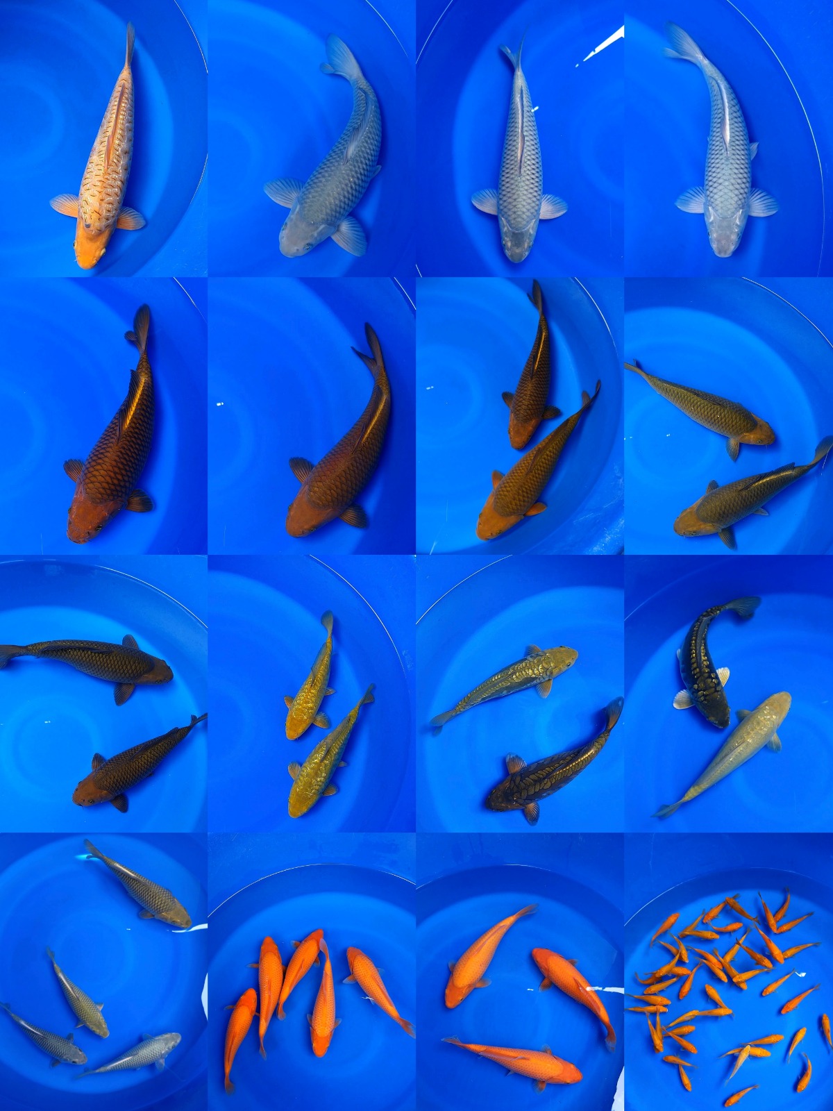 Lelang Koi Online, Jual Beli Ikan Koi, Pasar Koi Terbaik, Agen Lelang Koi, Penawaran Koi Berkualitas, Harga Jual Koi, Lelang Ikan Koi Import, Beli Koi Online, Jual Koi Murah, Koi Showroom, Penjual Koi Terpercaya, Lelang Koi Jakarta, Jual Koi Lokal, Koi Kualitas Unggul, Harga Terbaik Koi, Jual Koi Indukan, Lelang Ikan Hias Koi, Pasar Koi Indonesia, Beli Koi Berkualitas Tinggi, Koi Farm Terbesar, Jual Beli Koi Impor, Lelang Ikan Koi Kualitas Premium, Daftar Harga Koi Terbaru, Pusat Jual Beli Koi, Info Lelang Koi Hari Ini.