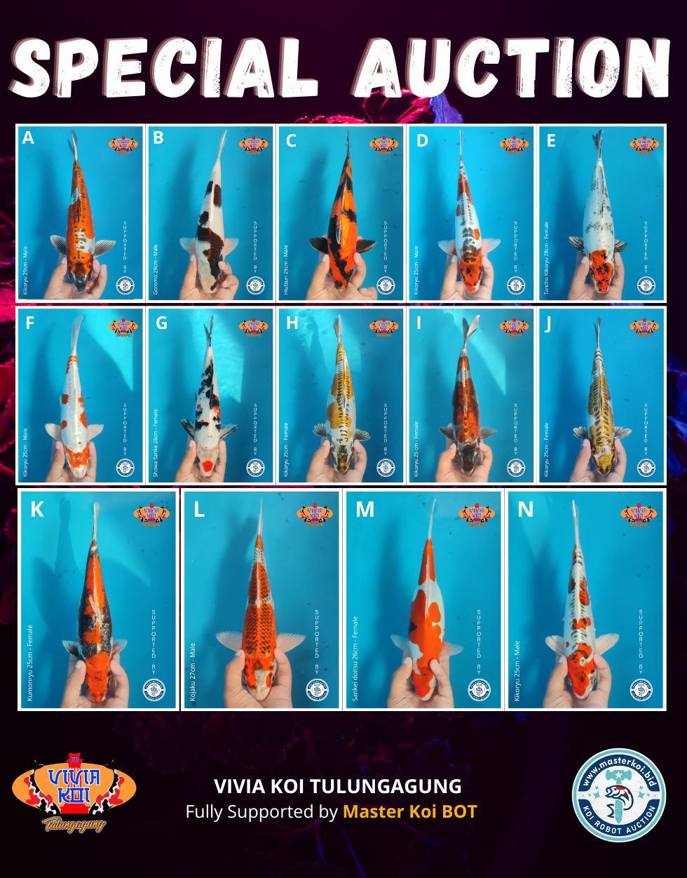 Lelang Koi Online, Jual Beli Ikan Koi, Pasar Koi Terbaik, Agen Lelang Koi, Penawaran Koi Berkualitas, Harga Jual Koi, Lelang Ikan Koi Import, Beli Koi Online, Jual Koi Murah, Koi Showroom, Penjual Koi Terpercaya, Lelang Koi Jakarta, Jual Koi Lokal, Koi Kualitas Unggul, Harga Terbaik Koi, Jual Koi Indukan, Lelang Ikan Hias Koi, Pasar Koi Indonesia, Beli Koi Berkualitas Tinggi, Koi Farm Terbesar, Jual Beli Koi Impor, Lelang Ikan Koi Kualitas Premium, Daftar Harga Koi Terbaru, Pusat Jual Beli Koi, Info Lelang Koi Hari Ini.