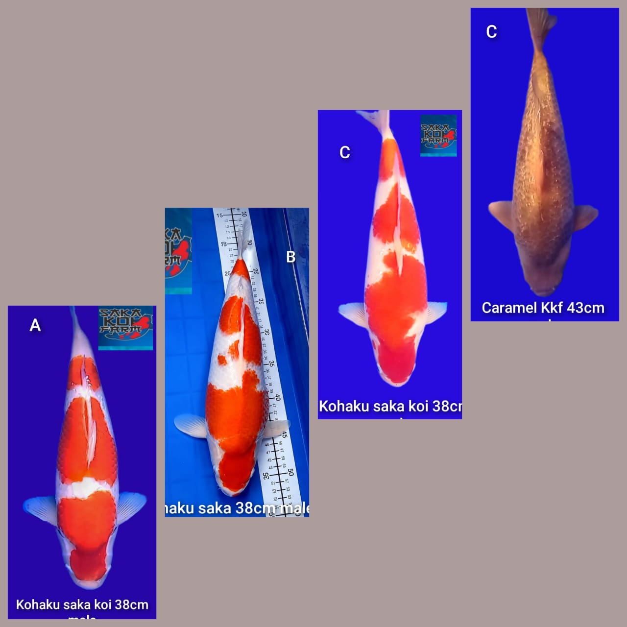 Lelang Koi Online, Jual Beli Ikan Koi, Pasar Koi Terbaik, Agen Lelang Koi, Penawaran Koi Berkualitas, Harga Jual Koi, Lelang Ikan Koi Import, Beli Koi Online, Jual Koi Murah, Koi Showroom, Penjual Koi Terpercaya, Lelang Koi Jakarta, Jual Koi Lokal, Koi Kualitas Unggul, Harga Terbaik Koi, Jual Koi Indukan, Lelang Ikan Hias Koi, Pasar Koi Indonesia, Beli Koi Berkualitas Tinggi, Koi Farm Terbesar, Jual Beli Koi Impor, Lelang Ikan Koi Kualitas Premium, Daftar Harga Koi Terbaru, Pusat Jual Beli Koi, Info Lelang Koi Hari Ini.