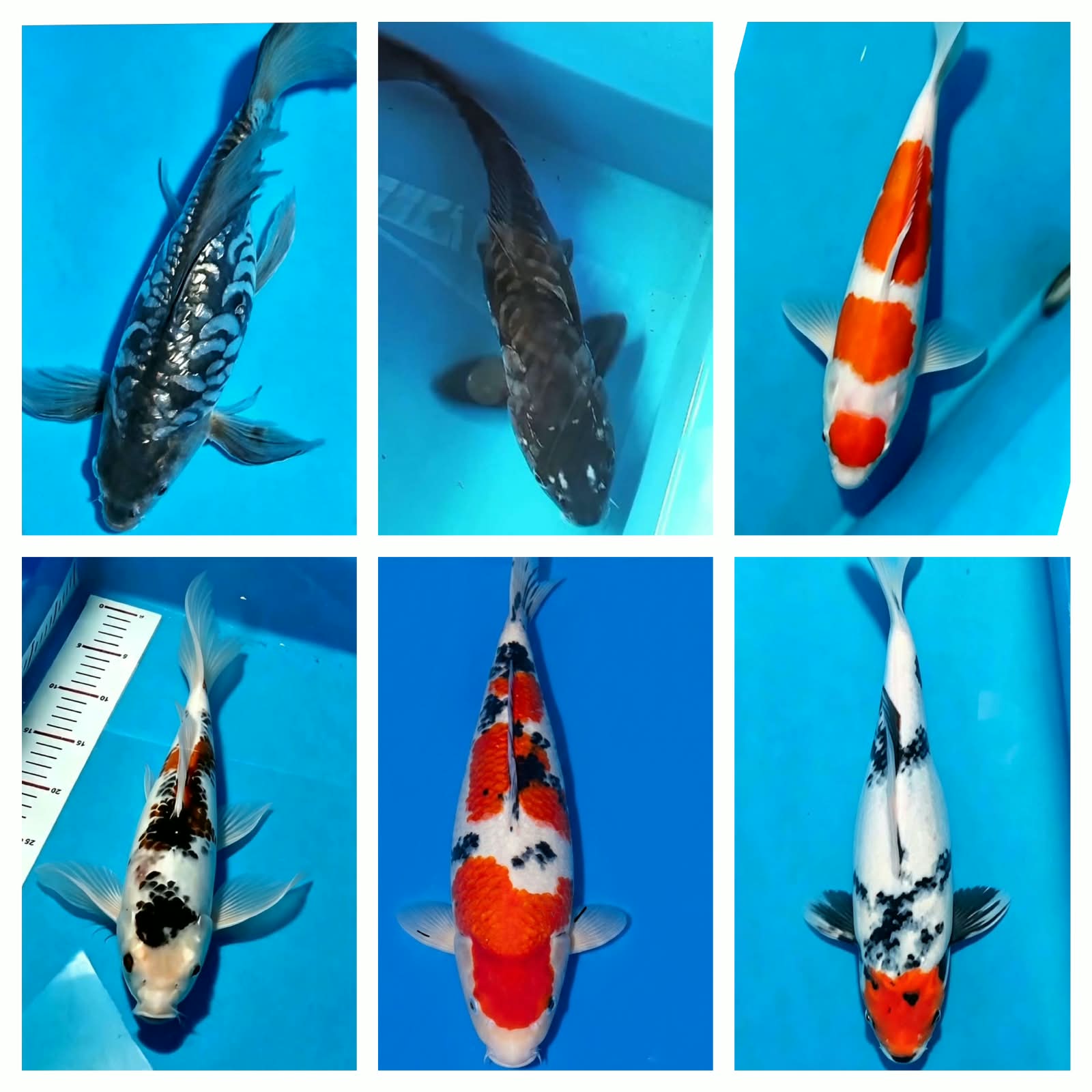 Lelang Koi Online, Jual Beli Ikan Koi, Pasar Koi Terbaik, Agen Lelang Koi, Penawaran Koi Berkualitas, Harga Jual Koi, Lelang Ikan Koi Import, Beli Koi Online, Jual Koi Murah, Koi Showroom, Penjual Koi Terpercaya, Lelang Koi Jakarta, Jual Koi Lokal, Koi Kualitas Unggul, Harga Terbaik Koi, Jual Koi Indukan, Lelang Ikan Hias Koi, Pasar Koi Indonesia, Beli Koi Berkualitas Tinggi, Koi Farm Terbesar, Jual Beli Koi Impor, Lelang Ikan Koi Kualitas Premium, Daftar Harga Koi Terbaru, Pusat Jual Beli Koi, Info Lelang Koi Hari Ini.