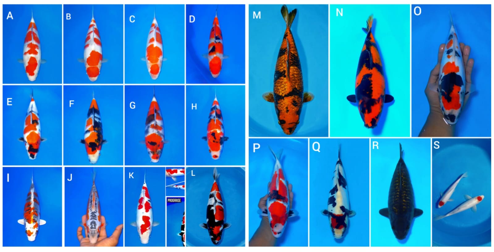 Lelang Koi Online, Jual Beli Ikan Koi, Pasar Koi Terbaik, Agen Lelang Koi, Penawaran Koi Berkualitas, Harga Jual Koi, Lelang Ikan Koi Import, Beli Koi Online, Jual Koi Murah, Koi Showroom, Penjual Koi Terpercaya, Lelang Koi Jakarta, Jual Koi Lokal, Koi Kualitas Unggul, Harga Terbaik Koi, Jual Koi Indukan, Lelang Ikan Hias Koi, Pasar Koi Indonesia, Beli Koi Berkualitas Tinggi, Koi Farm Terbesar, Jual Beli Koi Impor, Lelang Ikan Koi Kualitas Premium, Daftar Harga Koi Terbaru, Pusat Jual Beli Koi, Info Lelang Koi Hari Ini.