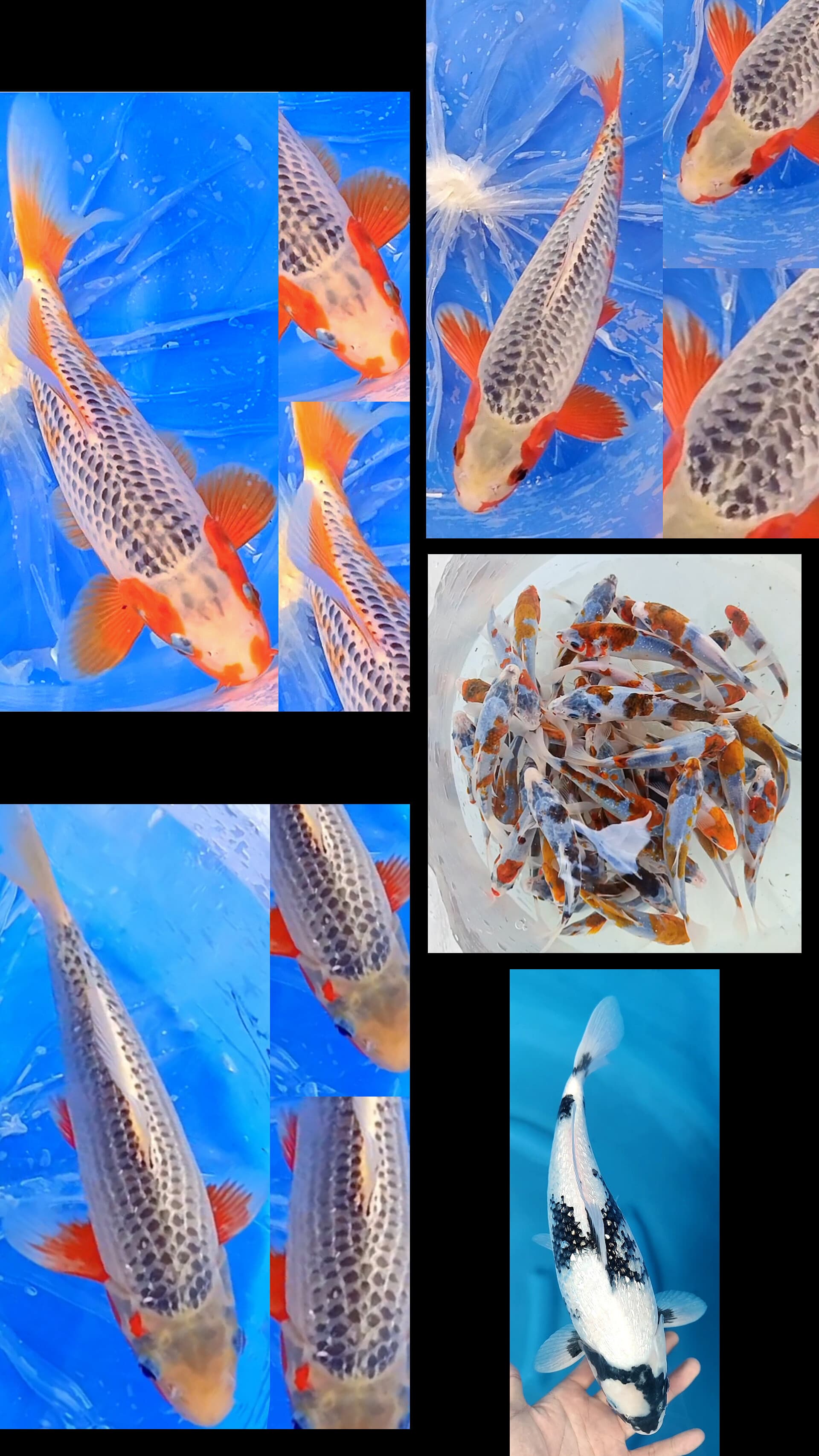 Lelang Koi Online, Jual Beli Ikan Koi, Pasar Koi Terbaik, Agen Lelang Koi, Penawaran Koi Berkualitas, Harga Jual Koi, Lelang Ikan Koi Import, Beli Koi Online, Jual Koi Murah, Koi Showroom, Penjual Koi Terpercaya, Lelang Koi Jakarta, Jual Koi Lokal, Koi Kualitas Unggul, Harga Terbaik Koi, Jual Koi Indukan, Lelang Ikan Hias Koi, Pasar Koi Indonesia, Beli Koi Berkualitas Tinggi, Koi Farm Terbesar, Jual Beli Koi Impor, Lelang Ikan Koi Kualitas Premium, Daftar Harga Koi Terbaru, Pusat Jual Beli Koi, Info Lelang Koi Hari Ini.
