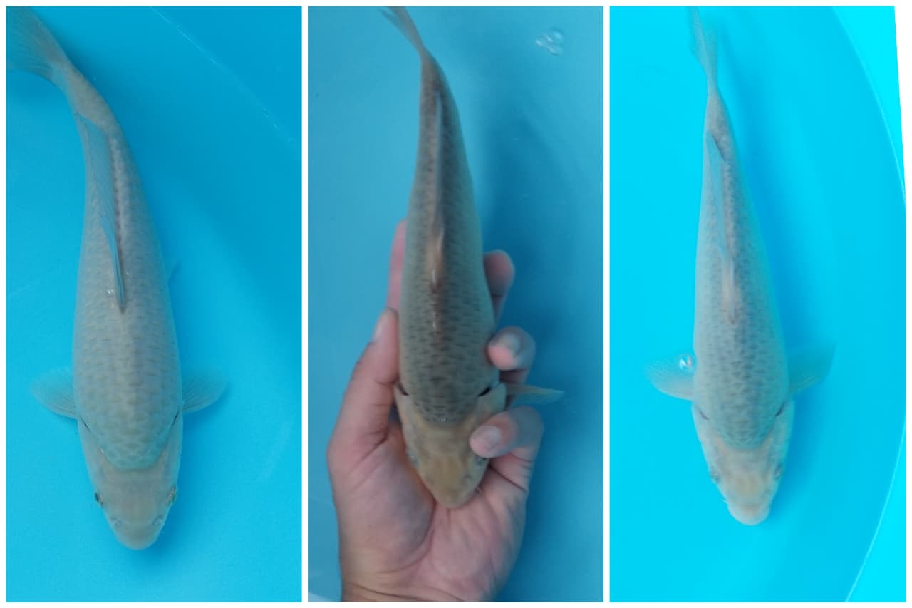Lelang Koi Online, Jual Beli Ikan Koi, Pasar Koi Terbaik, Agen Lelang Koi, Penawaran Koi Berkualitas, Harga Jual Koi, Lelang Ikan Koi Import, Beli Koi Online, Jual Koi Murah, Koi Showroom, Penjual Koi Terpercaya, Lelang Koi Jakarta, Jual Koi Lokal, Koi Kualitas Unggul, Harga Terbaik Koi, Jual Koi Indukan, Lelang Ikan Hias Koi, Pasar Koi Indonesia, Beli Koi Berkualitas Tinggi, Koi Farm Terbesar, Jual Beli Koi Impor, Lelang Ikan Koi Kualitas Premium, Daftar Harga Koi Terbaru, Pusat Jual Beli Koi, Info Lelang Koi Hari Ini.