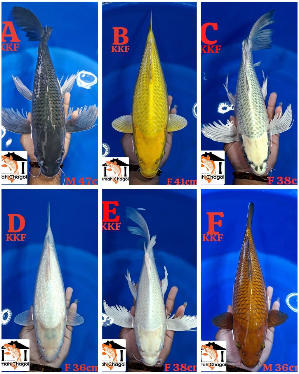 Lelang Koi Online, Jual Beli Ikan Koi, Pasar Koi Terbaik, Agen Lelang Koi, Penawaran Koi Berkualitas, Harga Jual Koi, Lelang Ikan Koi Import, Beli Koi Online, Jual Koi Murah, Koi Showroom, Penjual Koi Terpercaya, Lelang Koi Jakarta, Jual Koi Lokal, Koi Kualitas Unggul, Harga Terbaik Koi, Jual Koi Indukan, Lelang Ikan Hias Koi, Pasar Koi Indonesia, Beli Koi Berkualitas Tinggi, Koi Farm Terbesar, Jual Beli Koi Impor, Lelang Ikan Koi Kualitas Premium, Daftar Harga Koi Terbaru, Pusat Jual Beli Koi, Info Lelang Koi Hari Ini.