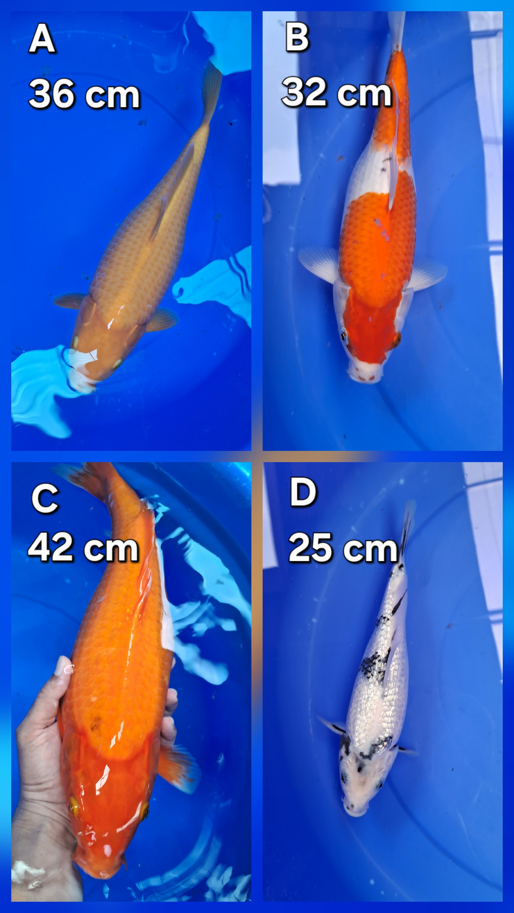 Lelang Koi Online, Jual Beli Ikan Koi, Pasar Koi Terbaik, Agen Lelang Koi, Penawaran Koi Berkualitas, Harga Jual Koi, Lelang Ikan Koi Import, Beli Koi Online, Jual Koi Murah, Koi Showroom, Penjual Koi Terpercaya, Lelang Koi Jakarta, Jual Koi Lokal, Koi Kualitas Unggul, Harga Terbaik Koi, Jual Koi Indukan, Lelang Ikan Hias Koi, Pasar Koi Indonesia, Beli Koi Berkualitas Tinggi, Koi Farm Terbesar, Jual Beli Koi Impor, Lelang Ikan Koi Kualitas Premium, Daftar Harga Koi Terbaru, Pusat Jual Beli Koi, Info Lelang Koi Hari Ini.