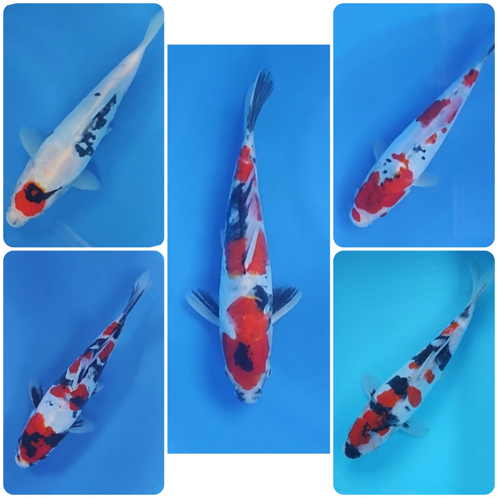 Lelang Koi Online, Jual Beli Ikan Koi, Pasar Koi Terbaik, Agen Lelang Koi, Penawaran Koi Berkualitas, Harga Jual Koi, Lelang Ikan Koi Import, Beli Koi Online, Jual Koi Murah, Koi Showroom, Penjual Koi Terpercaya, Lelang Koi Jakarta, Jual Koi Lokal, Koi Kualitas Unggul, Harga Terbaik Koi, Jual Koi Indukan, Lelang Ikan Hias Koi, Pasar Koi Indonesia, Beli Koi Berkualitas Tinggi, Koi Farm Terbesar, Jual Beli Koi Impor, Lelang Ikan Koi Kualitas Premium, Daftar Harga Koi Terbaru, Pusat Jual Beli Koi, Info Lelang Koi Hari Ini.