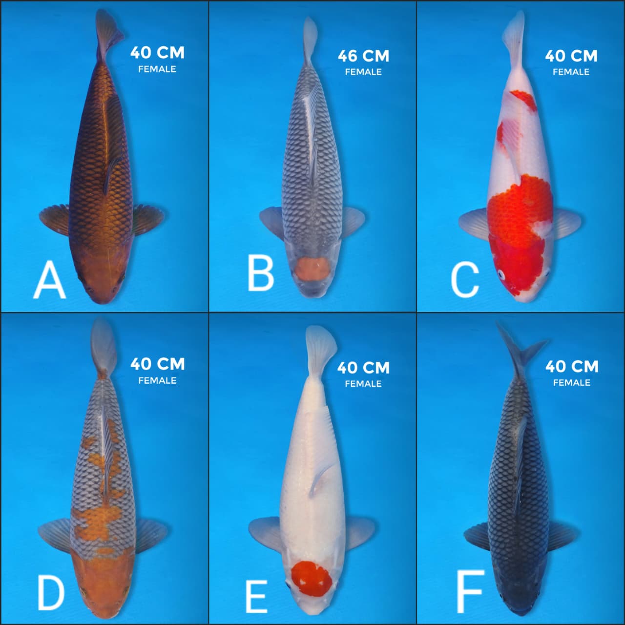 Lelang Koi Online, Jual Beli Ikan Koi, Pasar Koi Terbaik, Agen Lelang Koi, Penawaran Koi Berkualitas, Harga Jual Koi, Lelang Ikan Koi Import, Beli Koi Online, Jual Koi Murah, Koi Showroom, Penjual Koi Terpercaya, Lelang Koi Jakarta, Jual Koi Lokal, Koi Kualitas Unggul, Harga Terbaik Koi, Jual Koi Indukan, Lelang Ikan Hias Koi, Pasar Koi Indonesia, Beli Koi Berkualitas Tinggi, Koi Farm Terbesar, Jual Beli Koi Impor, Lelang Ikan Koi Kualitas Premium, Daftar Harga Koi Terbaru, Pusat Jual Beli Koi, Info Lelang Koi Hari Ini.