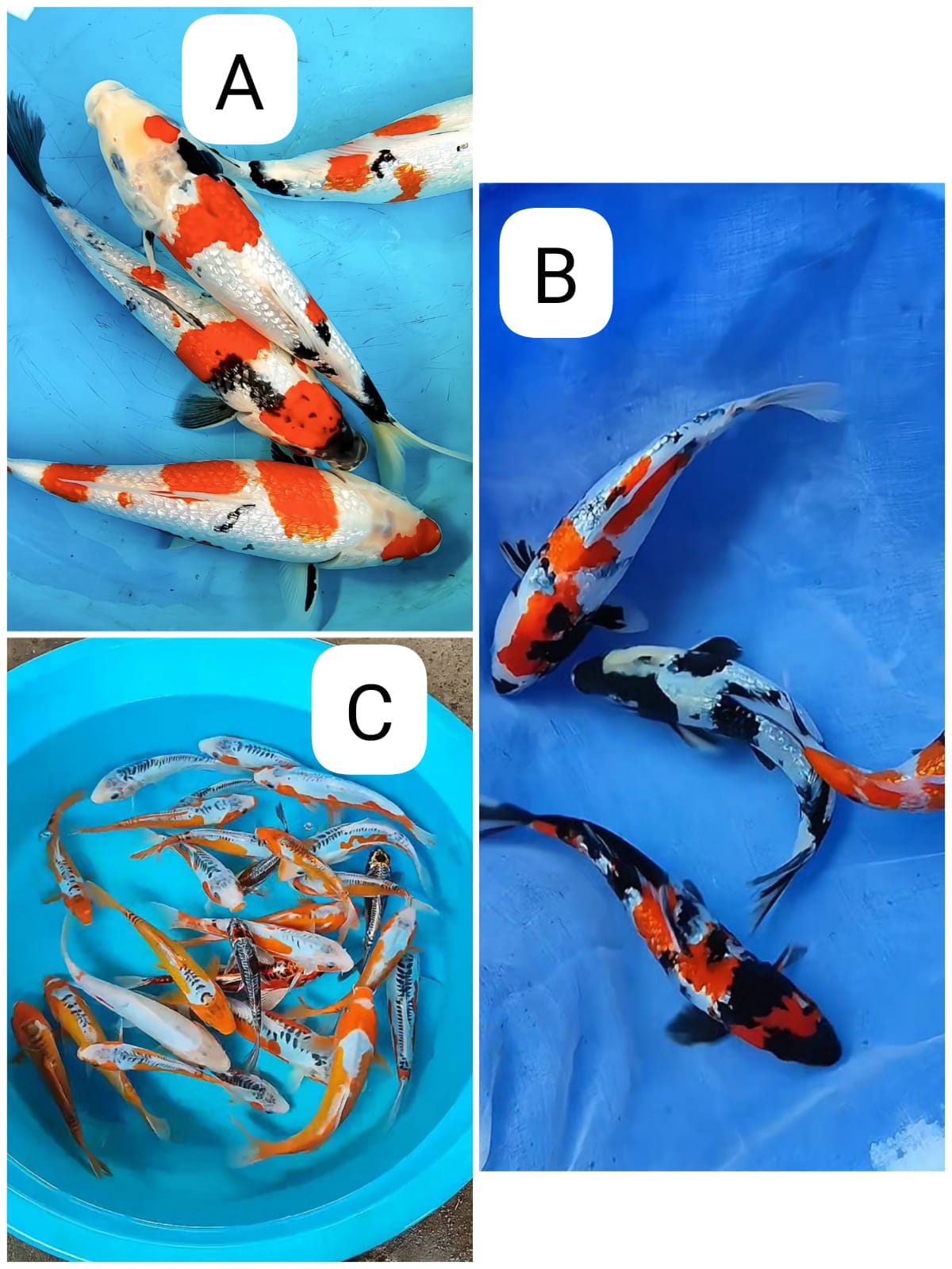 Lelang Koi Online, Jual Beli Ikan Koi, Pasar Koi Terbaik, Agen Lelang Koi, Penawaran Koi Berkualitas, Harga Jual Koi, Lelang Ikan Koi Import, Beli Koi Online, Jual Koi Murah, Koi Showroom, Penjual Koi Terpercaya, Lelang Koi Jakarta, Jual Koi Lokal, Koi Kualitas Unggul, Harga Terbaik Koi, Jual Koi Indukan, Lelang Ikan Hias Koi, Pasar Koi Indonesia, Beli Koi Berkualitas Tinggi, Koi Farm Terbesar, Jual Beli Koi Impor, Lelang Ikan Koi Kualitas Premium, Daftar Harga Koi Terbaru, Pusat Jual Beli Koi, Info Lelang Koi Hari Ini.