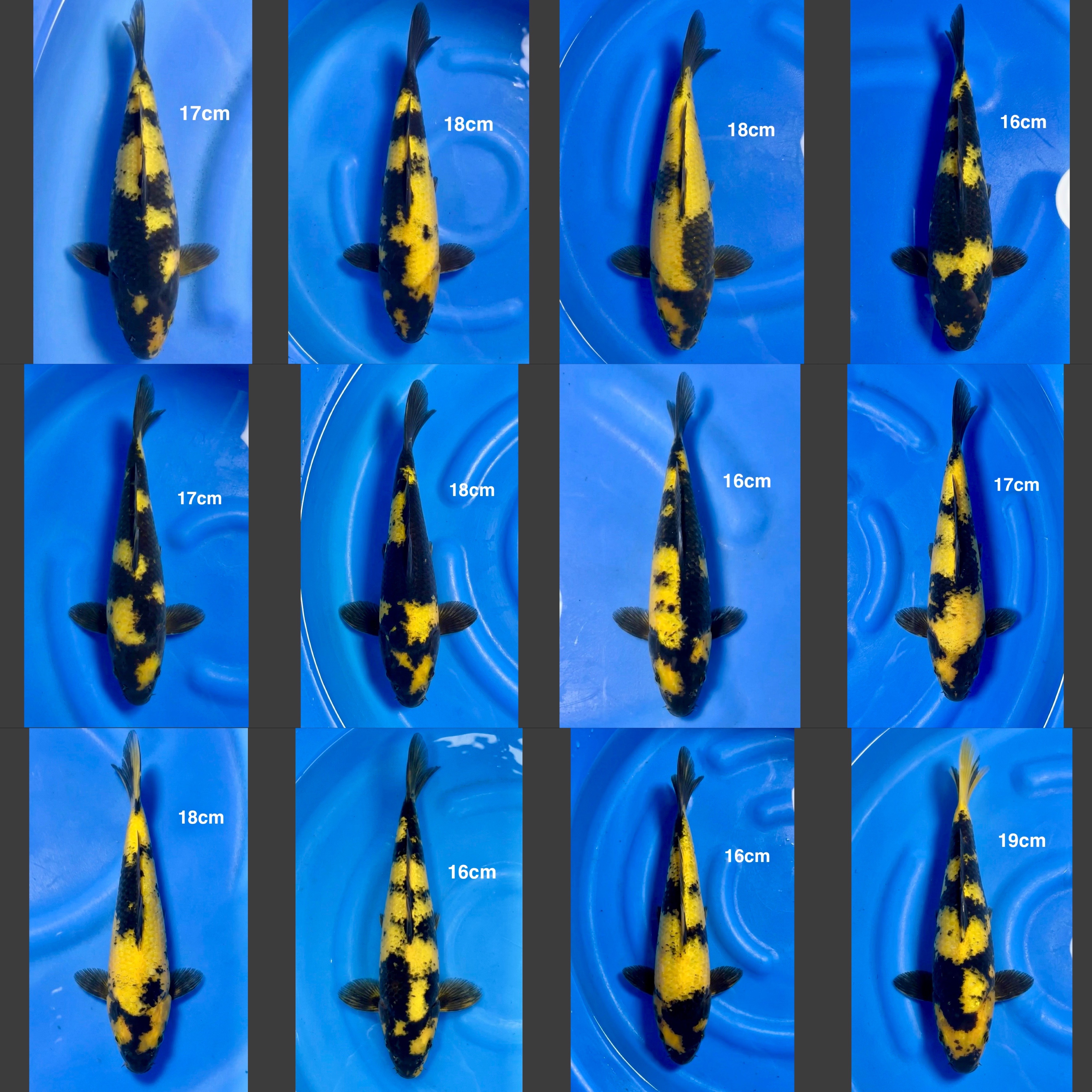 Lelang Koi Online, Jual Beli Ikan Koi, Pasar Koi Terbaik, Agen Lelang Koi, Penawaran Koi Berkualitas, Harga Jual Koi, Lelang Ikan Koi Import, Beli Koi Online, Jual Koi Murah, Koi Showroom, Penjual Koi Terpercaya, Lelang Koi Jakarta, Jual Koi Lokal, Koi Kualitas Unggul, Harga Terbaik Koi, Jual Koi Indukan, Lelang Ikan Hias Koi, Pasar Koi Indonesia, Beli Koi Berkualitas Tinggi, Koi Farm Terbesar, Jual Beli Koi Impor, Lelang Ikan Koi Kualitas Premium, Daftar Harga Koi Terbaru, Pusat Jual Beli Koi, Info Lelang Koi Hari Ini.