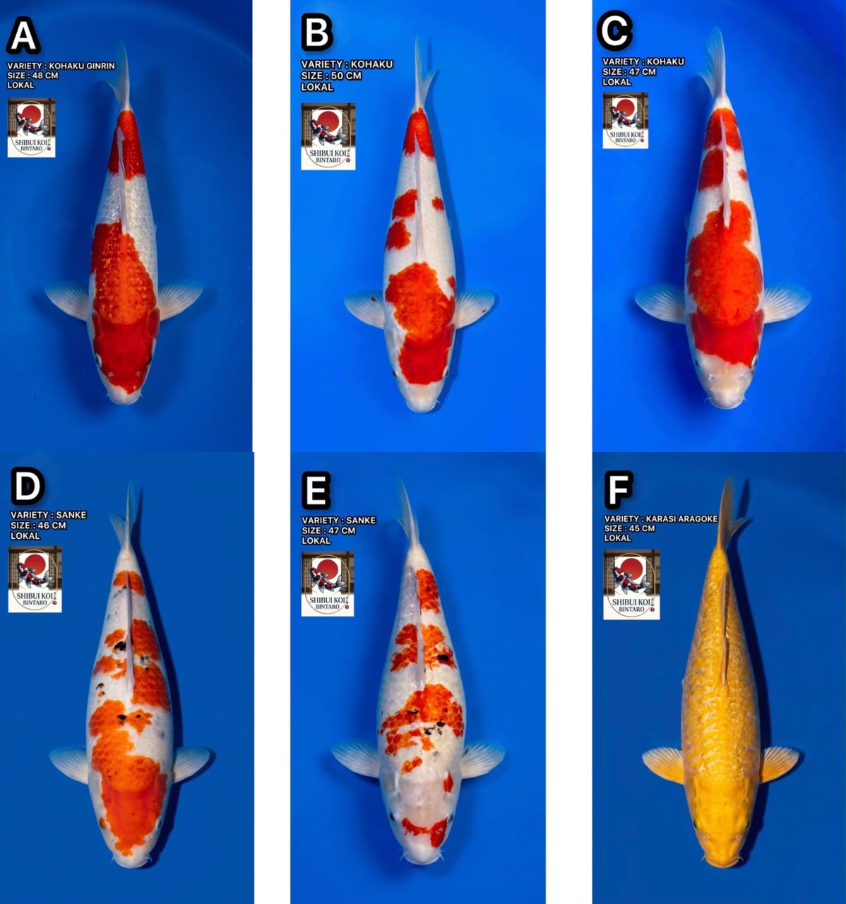 Lelang Koi Online, Jual Beli Ikan Koi, Pasar Koi Terbaik, Agen Lelang Koi, Penawaran Koi Berkualitas, Harga Jual Koi, Lelang Ikan Koi Import, Beli Koi Online, Jual Koi Murah, Koi Showroom, Penjual Koi Terpercaya, Lelang Koi Jakarta, Jual Koi Lokal, Koi Kualitas Unggul, Harga Terbaik Koi, Jual Koi Indukan, Lelang Ikan Hias Koi, Pasar Koi Indonesia, Beli Koi Berkualitas Tinggi, Koi Farm Terbesar, Jual Beli Koi Impor, Lelang Ikan Koi Kualitas Premium, Daftar Harga Koi Terbaru, Pusat Jual Beli Koi, Info Lelang Koi Hari Ini.