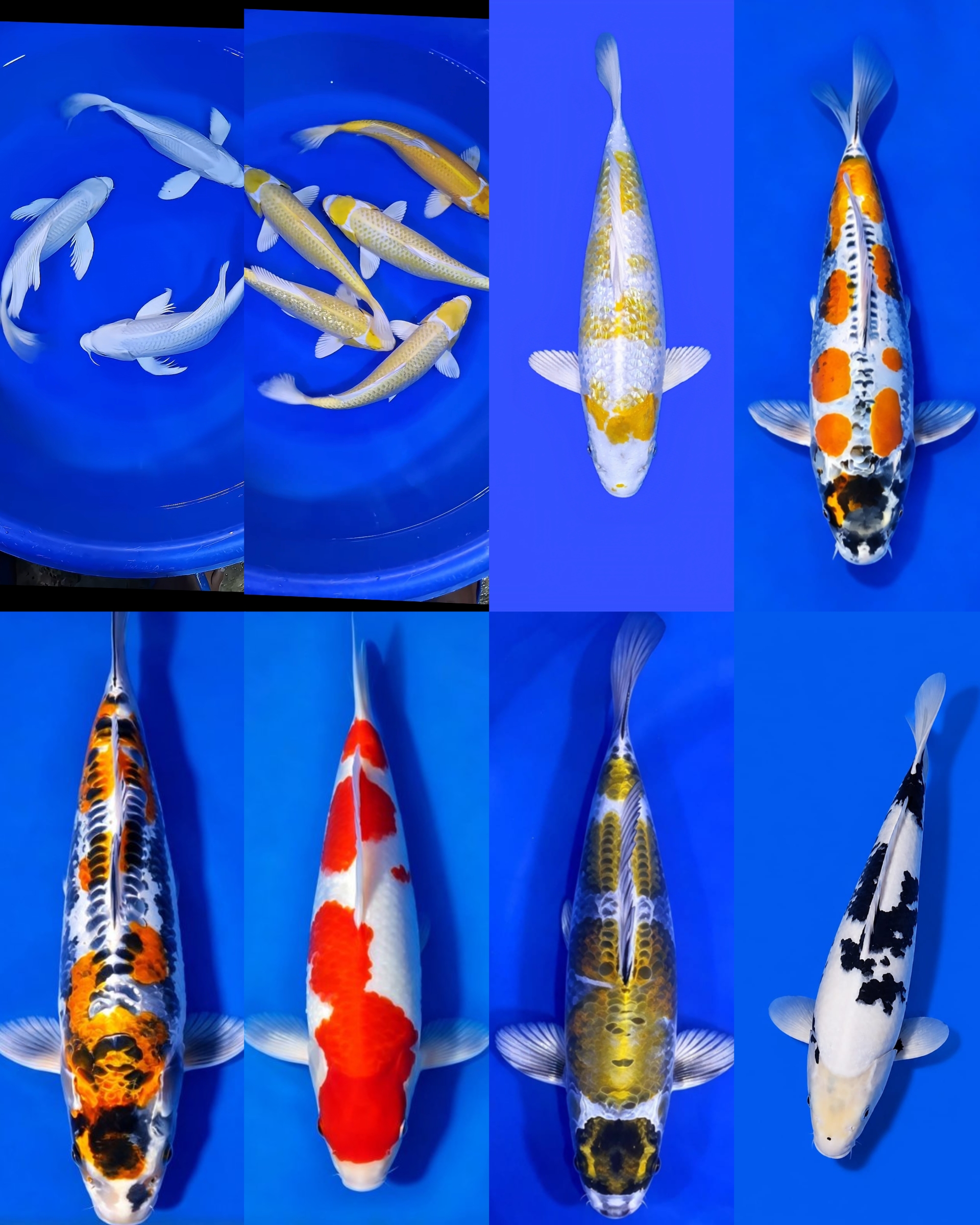 Lelang Koi Online, Jual Beli Ikan Koi, Pasar Koi Terbaik, Agen Lelang Koi, Penawaran Koi Berkualitas, Harga Jual Koi, Lelang Ikan Koi Import, Beli Koi Online, Jual Koi Murah, Koi Showroom, Penjual Koi Terpercaya, Lelang Koi Jakarta, Jual Koi Lokal, Koi Kualitas Unggul, Harga Terbaik Koi, Jual Koi Indukan, Lelang Ikan Hias Koi, Pasar Koi Indonesia, Beli Koi Berkualitas Tinggi, Koi Farm Terbesar, Jual Beli Koi Impor, Lelang Ikan Koi Kualitas Premium, Daftar Harga Koi Terbaru, Pusat Jual Beli Koi, Info Lelang Koi Hari Ini.