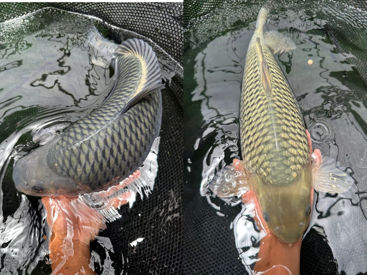 Lelang Koi Online, Jual Beli Ikan Koi, Pasar Koi Terbaik, Agen Lelang Koi, Penawaran Koi Berkualitas, Harga Jual Koi, Lelang Ikan Koi Import, Beli Koi Online, Jual Koi Murah, Koi Showroom, Penjual Koi Terpercaya, Lelang Koi Jakarta, Jual Koi Lokal, Koi Kualitas Unggul, Harga Terbaik Koi, Jual Koi Indukan, Lelang Ikan Hias Koi, Pasar Koi Indonesia, Beli Koi Berkualitas Tinggi, Koi Farm Terbesar, Jual Beli Koi Impor, Lelang Ikan Koi Kualitas Premium, Daftar Harga Koi Terbaru, Pusat Jual Beli Koi, Info Lelang Koi Hari Ini.