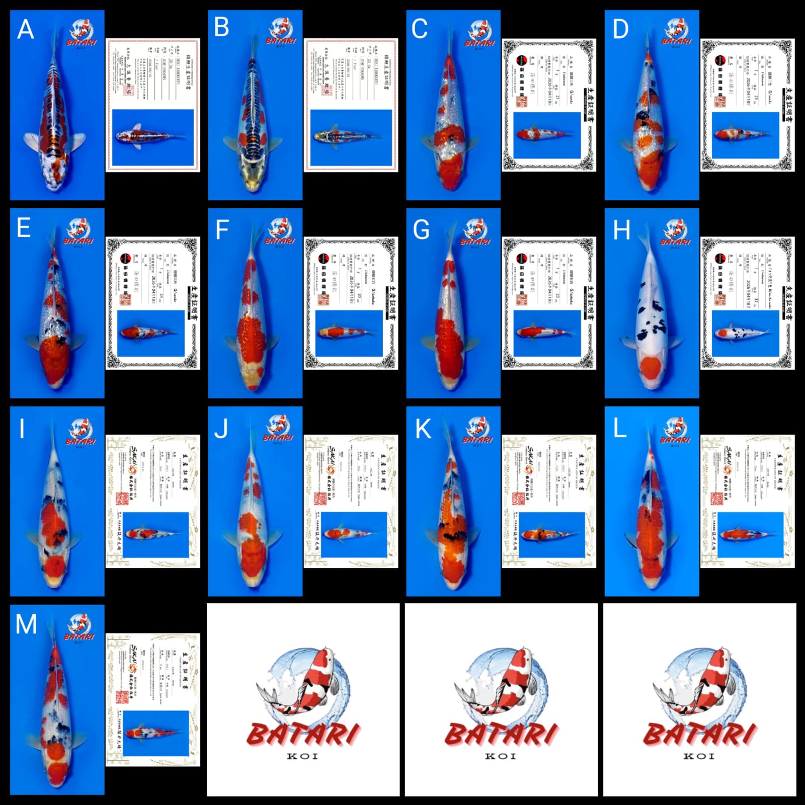 Lelang Koi Online, Jual Beli Ikan Koi, Pasar Koi Terbaik, Agen Lelang Koi, Penawaran Koi Berkualitas, Harga Jual Koi, Lelang Ikan Koi Import, Beli Koi Online, Jual Koi Murah, Koi Showroom, Penjual Koi Terpercaya, Lelang Koi Jakarta, Jual Koi Lokal, Koi Kualitas Unggul, Harga Terbaik Koi, Jual Koi Indukan, Lelang Ikan Hias Koi, Pasar Koi Indonesia, Beli Koi Berkualitas Tinggi, Koi Farm Terbesar, Jual Beli Koi Impor, Lelang Ikan Koi Kualitas Premium, Daftar Harga Koi Terbaru, Pusat Jual Beli Koi, Info Lelang Koi Hari Ini.