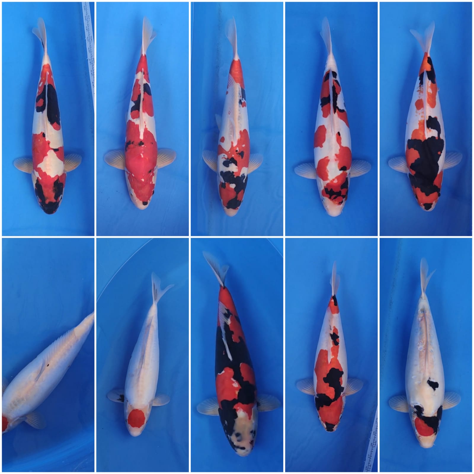 Lelang Koi Online, Jual Beli Ikan Koi, Pasar Koi Terbaik, Agen Lelang Koi, Penawaran Koi Berkualitas, Harga Jual Koi, Lelang Ikan Koi Import, Beli Koi Online, Jual Koi Murah, Koi Showroom, Penjual Koi Terpercaya, Lelang Koi Jakarta, Jual Koi Lokal, Koi Kualitas Unggul, Harga Terbaik Koi, Jual Koi Indukan, Lelang Ikan Hias Koi, Pasar Koi Indonesia, Beli Koi Berkualitas Tinggi, Koi Farm Terbesar, Jual Beli Koi Impor, Lelang Ikan Koi Kualitas Premium, Daftar Harga Koi Terbaru, Pusat Jual Beli Koi, Info Lelang Koi Hari Ini.