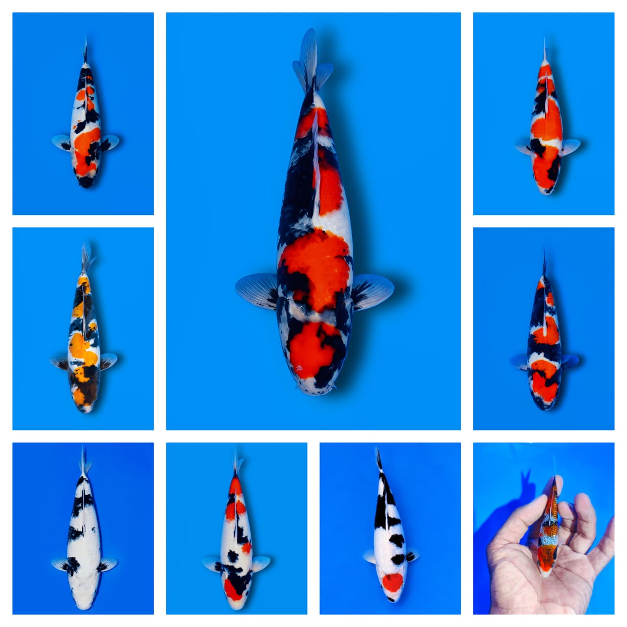 Lelang Koi Online, Jual Beli Ikan Koi, Pasar Koi Terbaik, Agen Lelang Koi, Penawaran Koi Berkualitas, Harga Jual Koi, Lelang Ikan Koi Import, Beli Koi Online, Jual Koi Murah, Koi Showroom, Penjual Koi Terpercaya, Lelang Koi Jakarta, Jual Koi Lokal, Koi Kualitas Unggul, Harga Terbaik Koi, Jual Koi Indukan, Lelang Ikan Hias Koi, Pasar Koi Indonesia, Beli Koi Berkualitas Tinggi, Koi Farm Terbesar, Jual Beli Koi Impor, Lelang Ikan Koi Kualitas Premium, Daftar Harga Koi Terbaru, Pusat Jual Beli Koi, Info Lelang Koi Hari Ini.