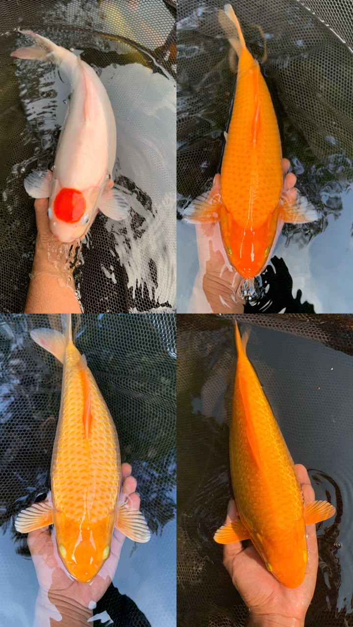 Lelang Koi Online, Jual Beli Ikan Koi, Pasar Koi Terbaik, Agen Lelang Koi, Penawaran Koi Berkualitas, Harga Jual Koi, Lelang Ikan Koi Import, Beli Koi Online, Jual Koi Murah, Koi Showroom, Penjual Koi Terpercaya, Lelang Koi Jakarta, Jual Koi Lokal, Koi Kualitas Unggul, Harga Terbaik Koi, Jual Koi Indukan, Lelang Ikan Hias Koi, Pasar Koi Indonesia, Beli Koi Berkualitas Tinggi, Koi Farm Terbesar, Jual Beli Koi Impor, Lelang Ikan Koi Kualitas Premium, Daftar Harga Koi Terbaru, Pusat Jual Beli Koi, Info Lelang Koi Hari Ini.